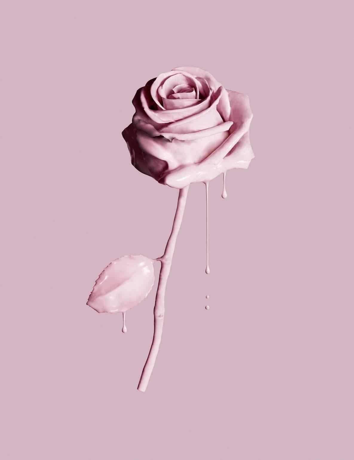 Cute Rose AestheticWallpapers