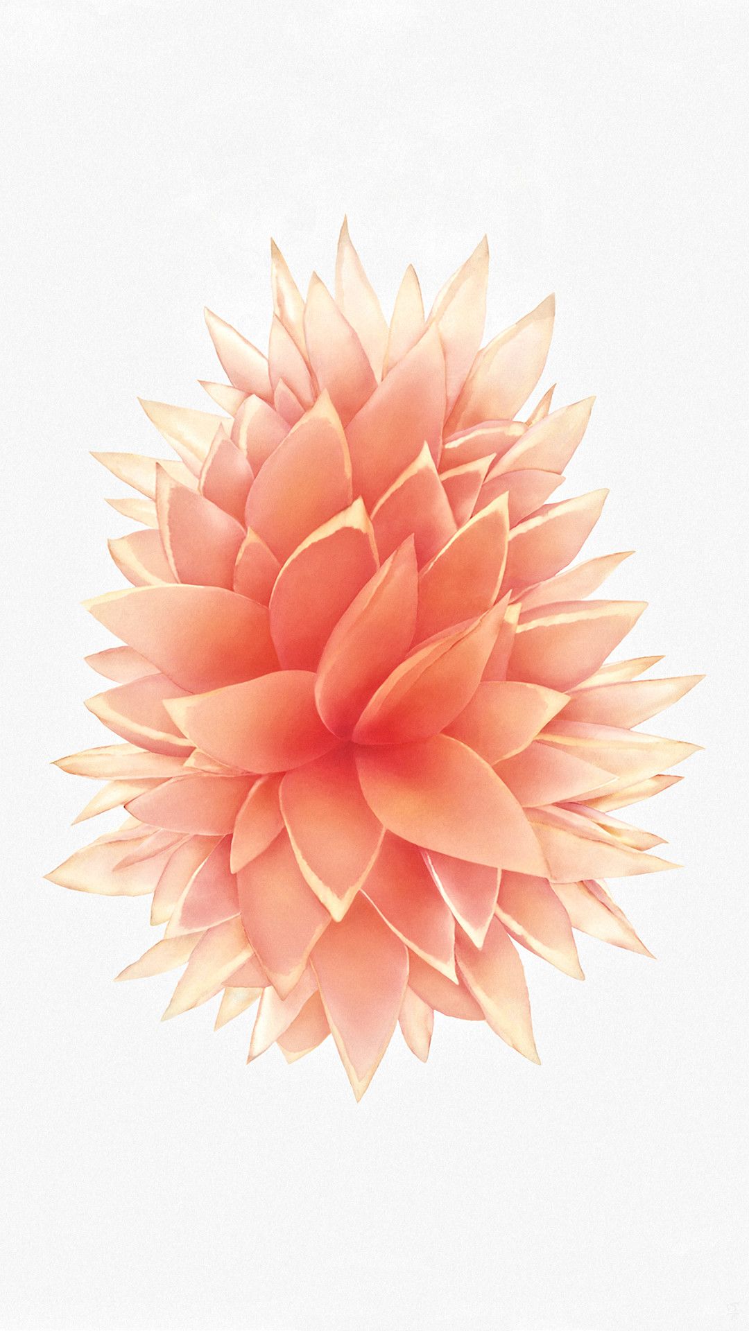 Cute Rose Gold IphoneWallpapers