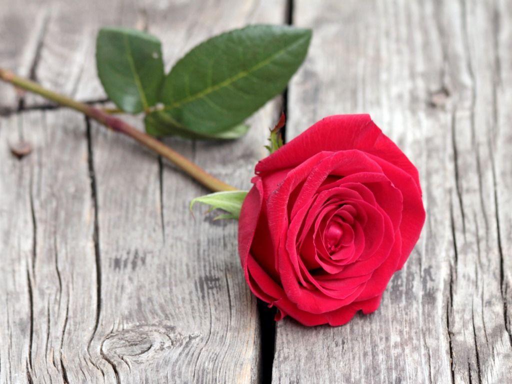 Cute Roses Hd  Wallpapers