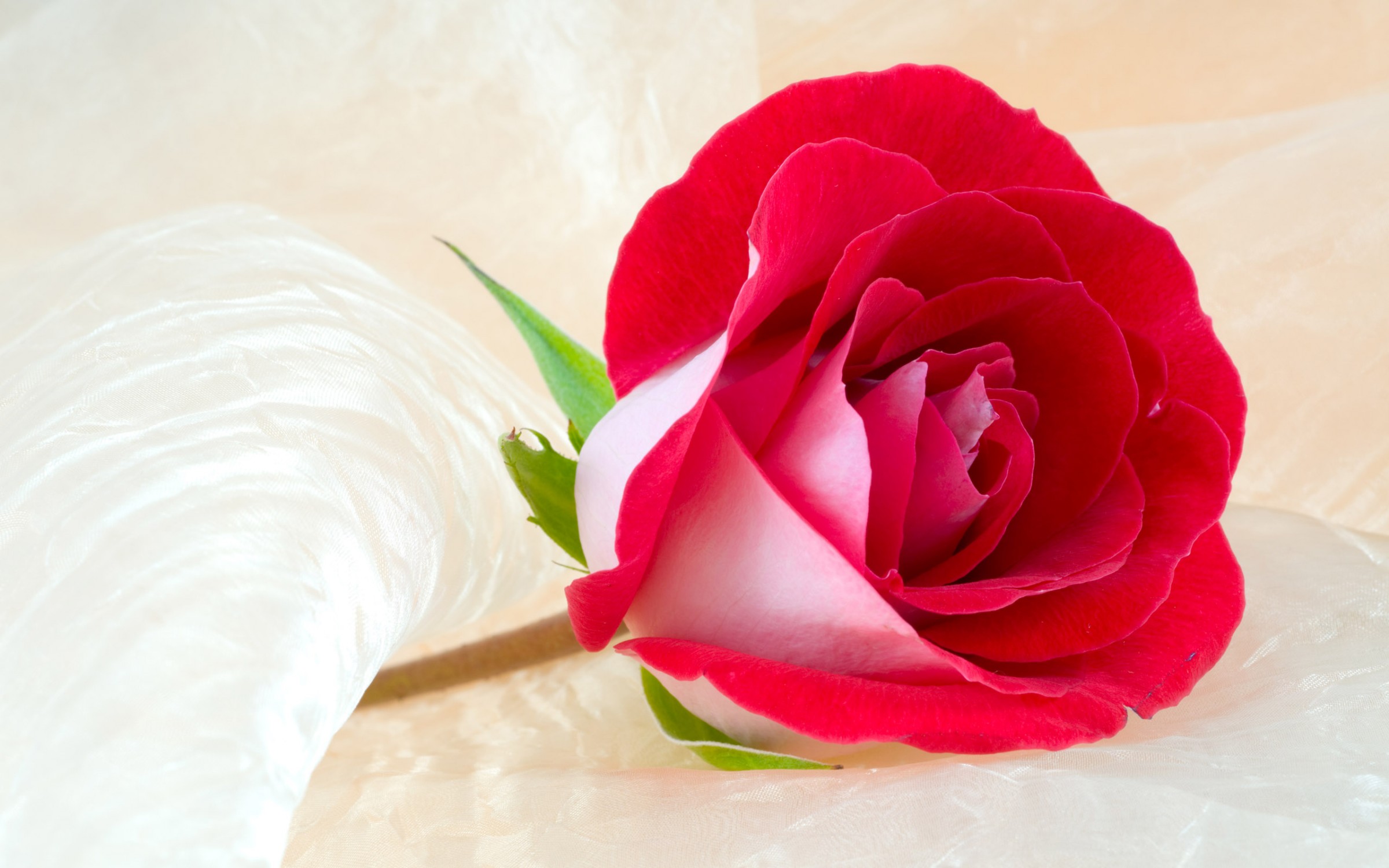 Cute Roses Hd  Wallpapers