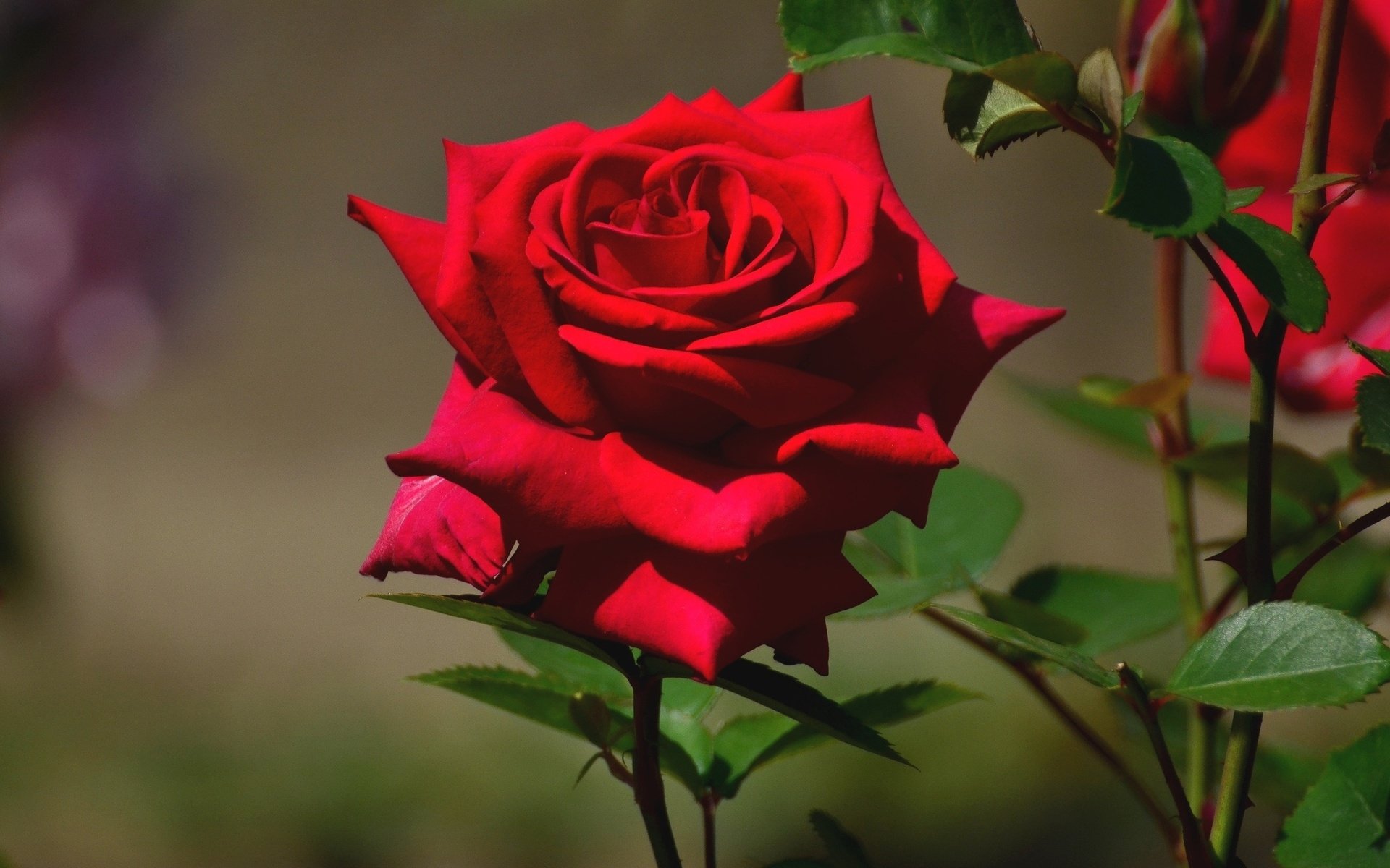 Cute Roses Hd  Wallpapers