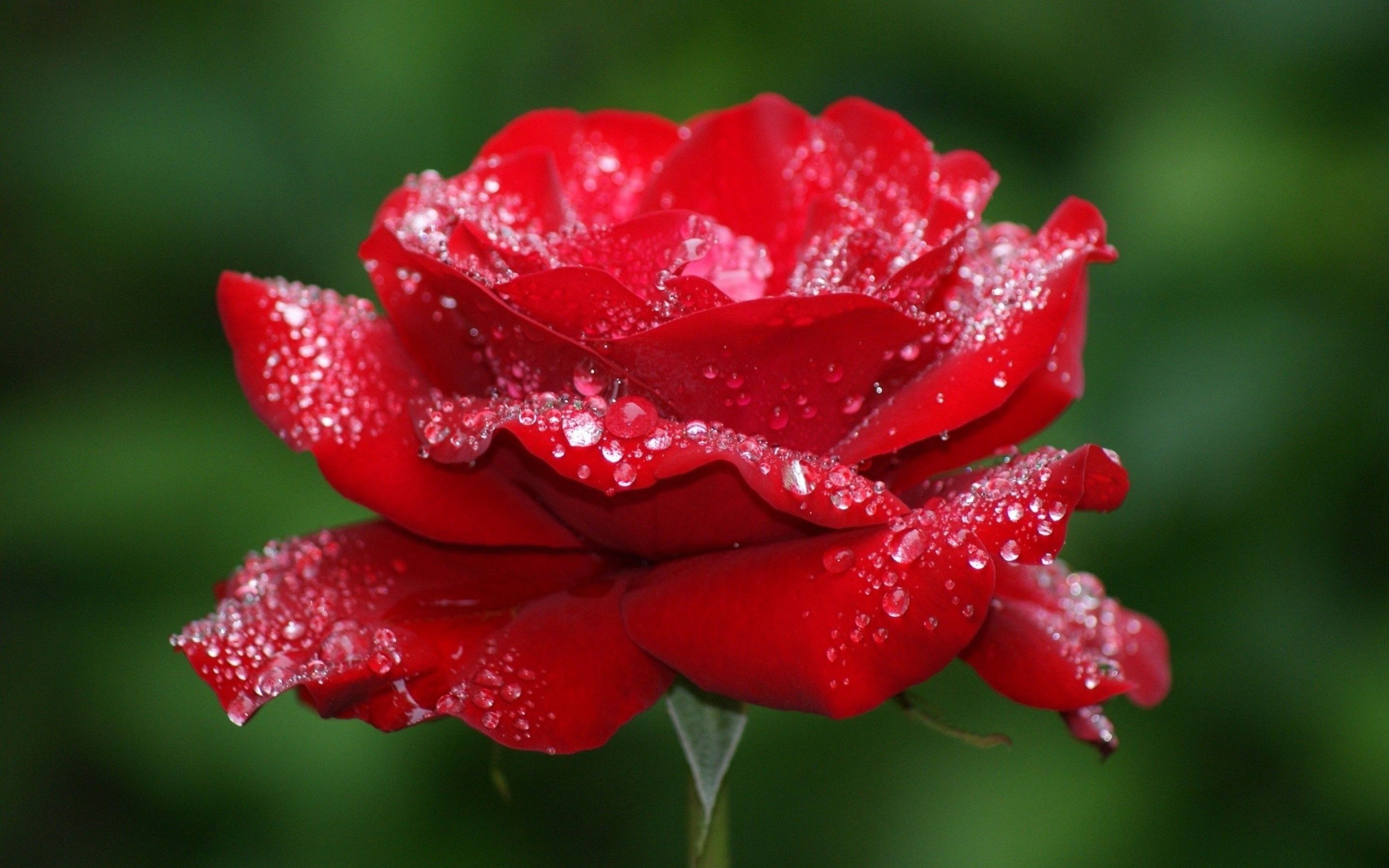 Cute Roses Hd  Wallpapers