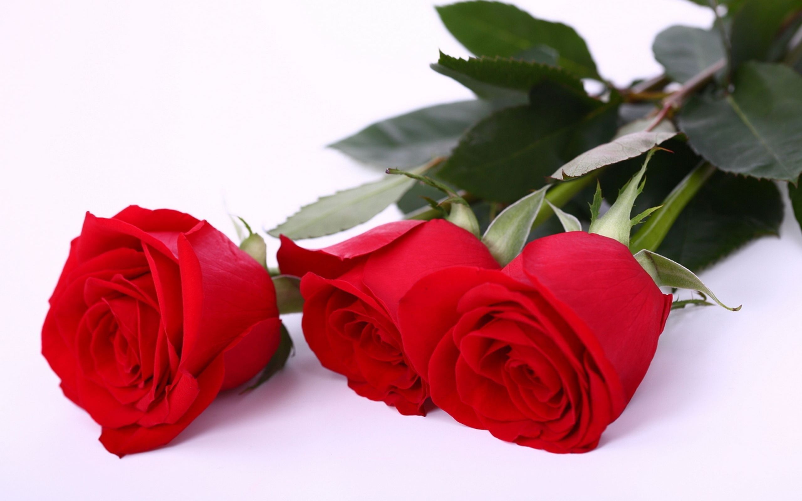 Cute Roses Hd  Wallpapers