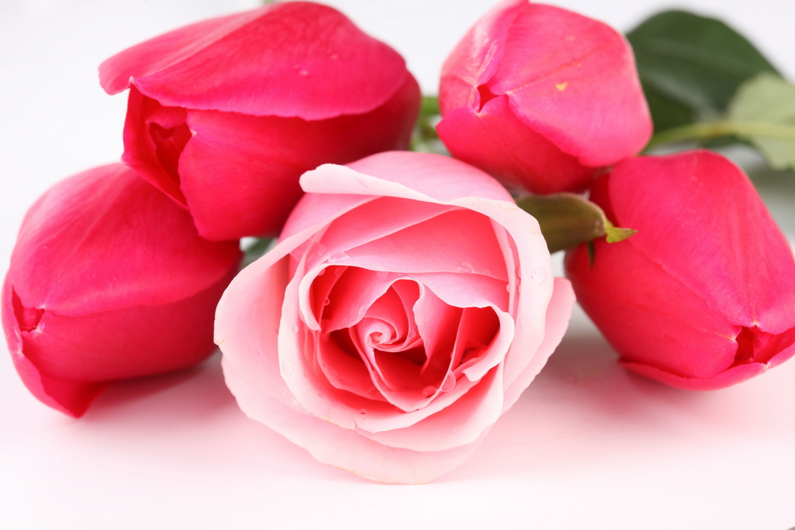 Cute Roses Hd  Wallpapers