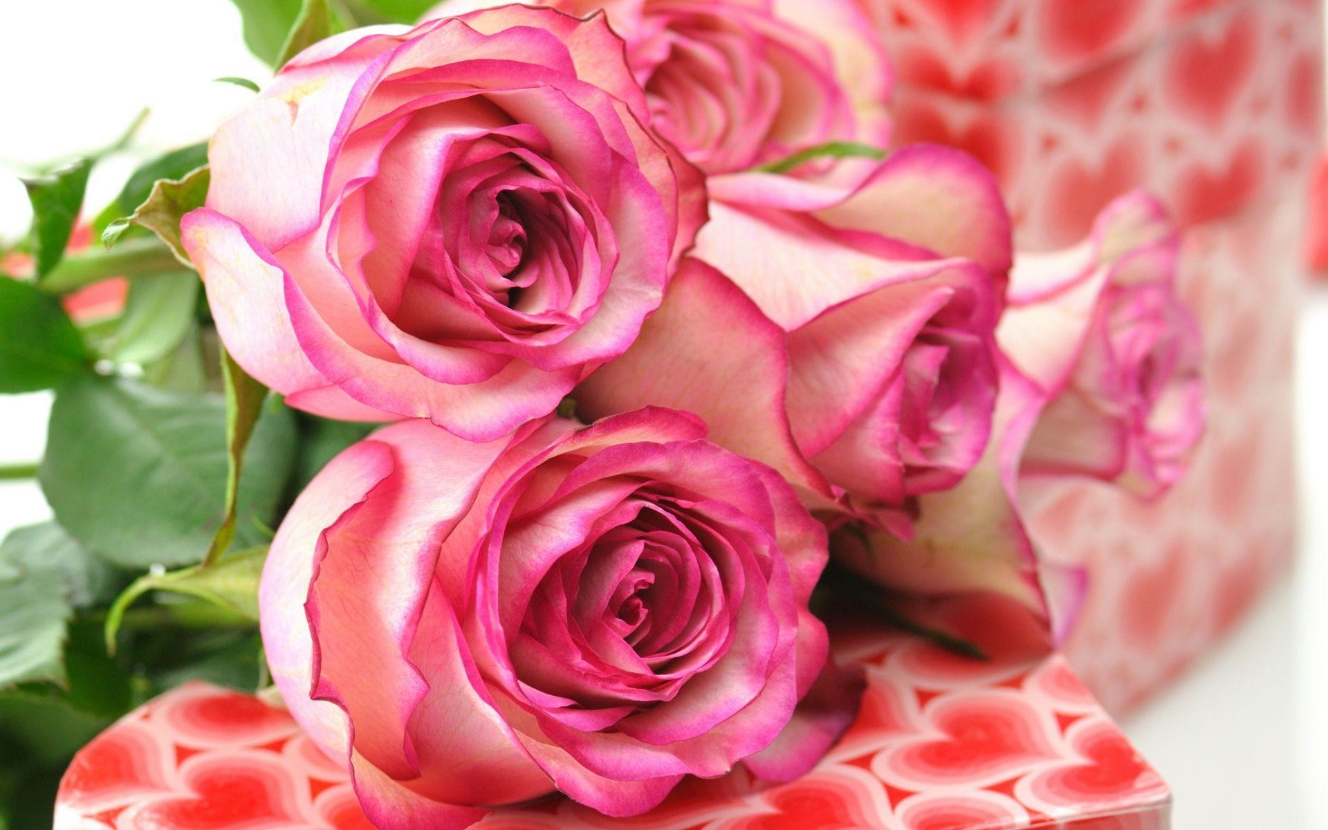 Cute Roses Hd  Wallpapers