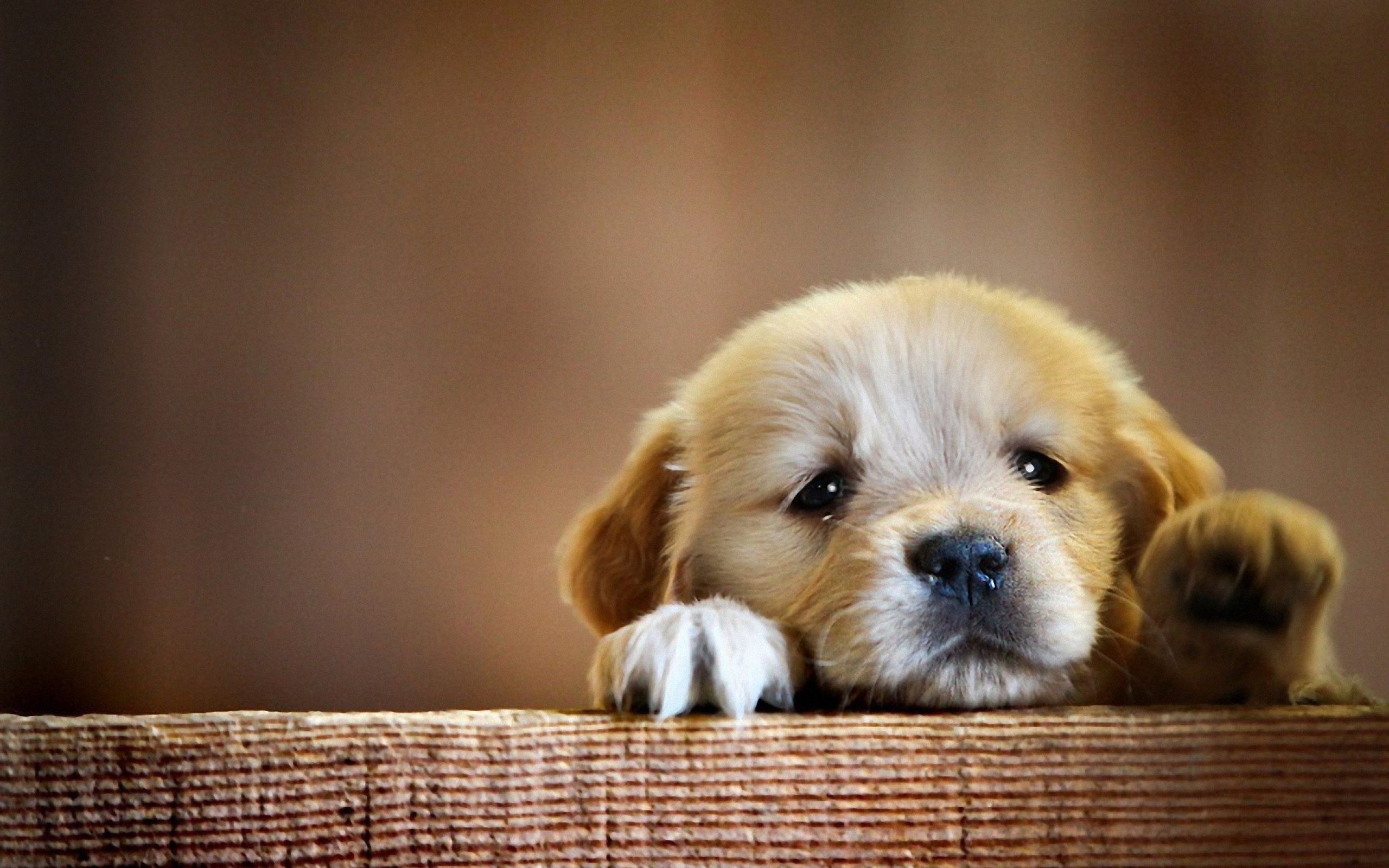 Cute Sad PuppyWallpapers