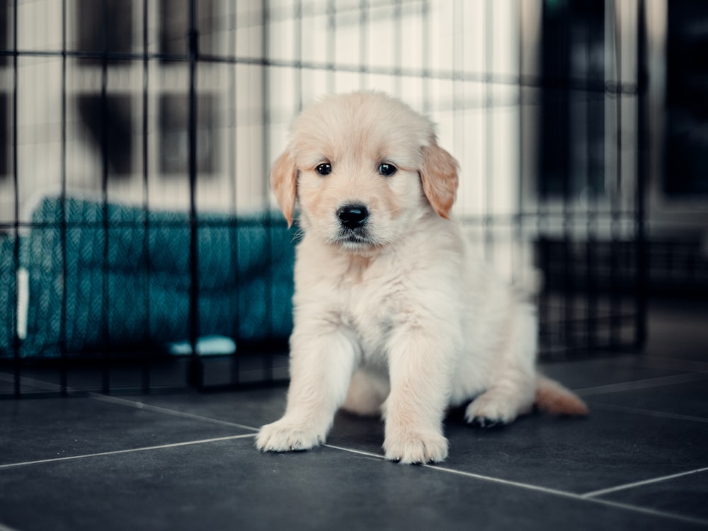 Cute Sad PuppyWallpapers