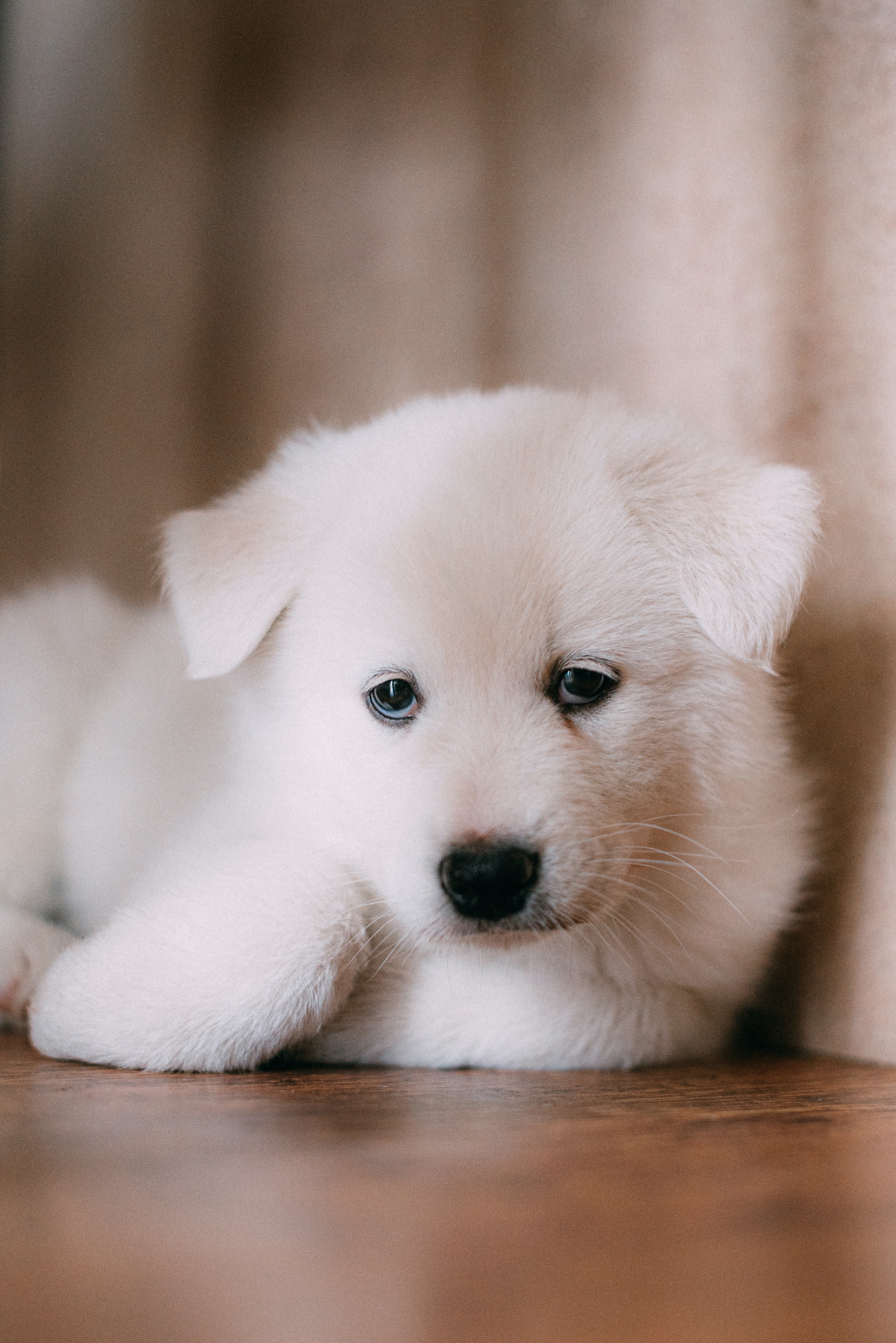 Cute Sad PuppyWallpapers