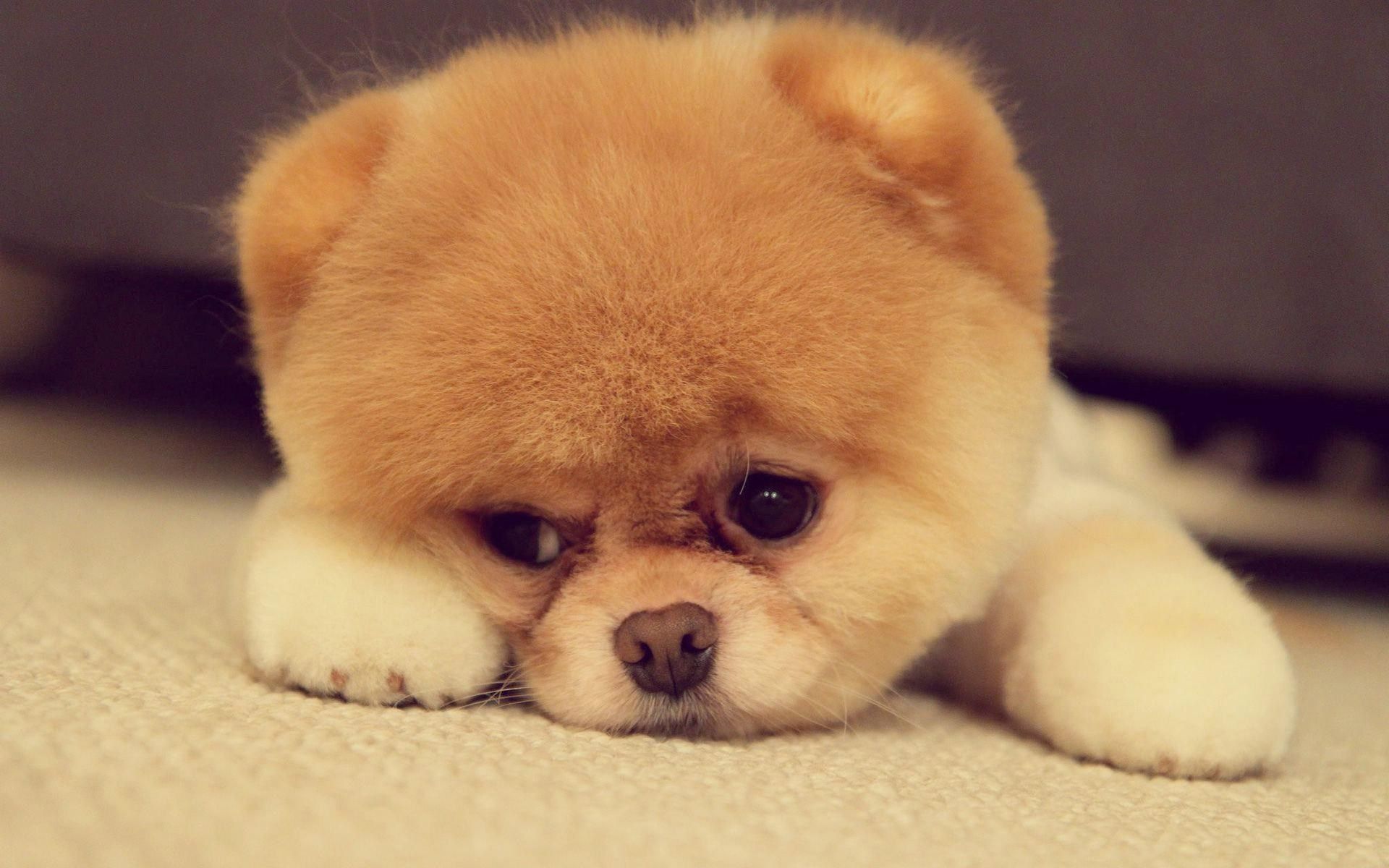 Cute Sad PuppyWallpapers