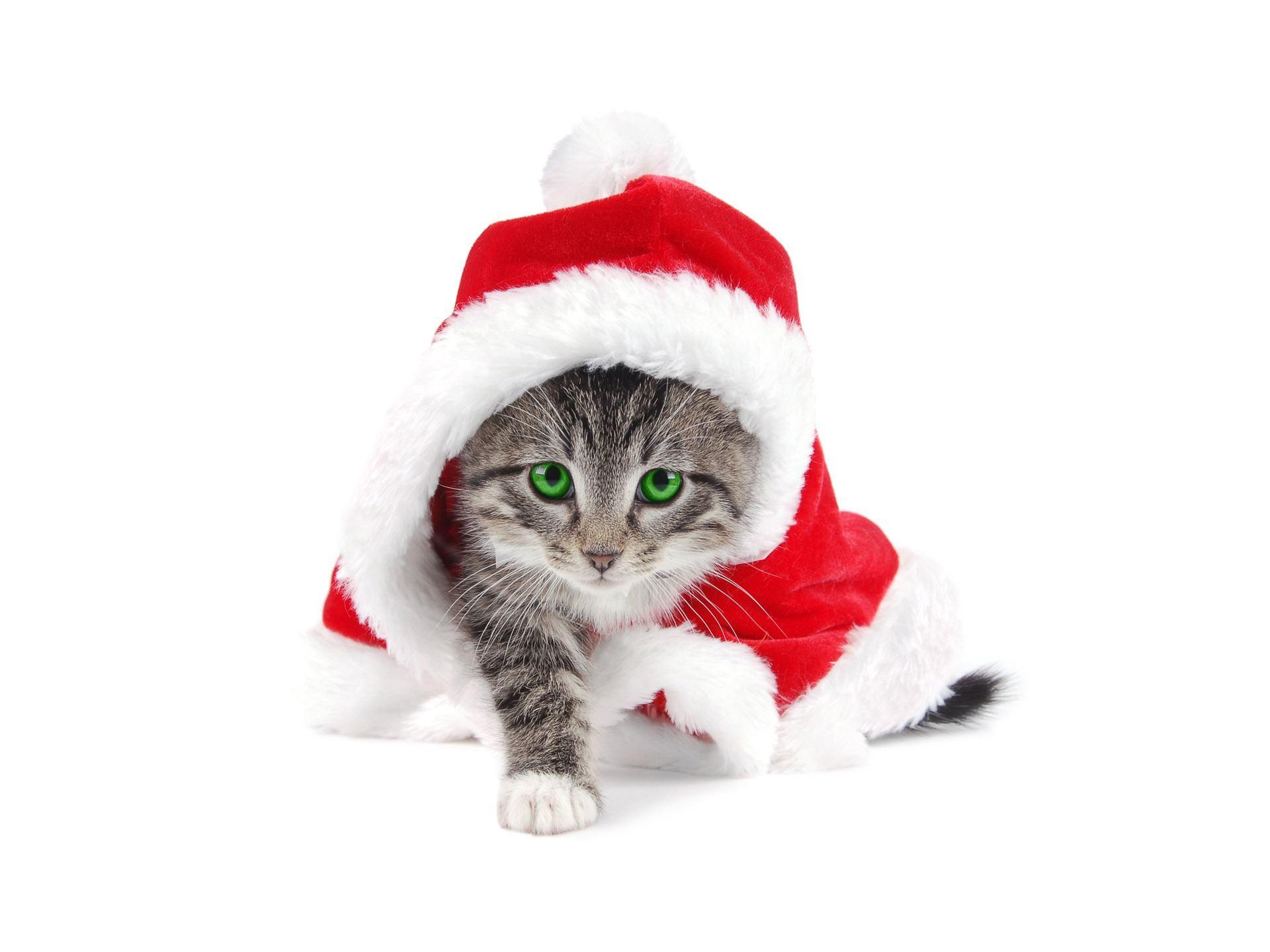 Cute SantaWallpapers