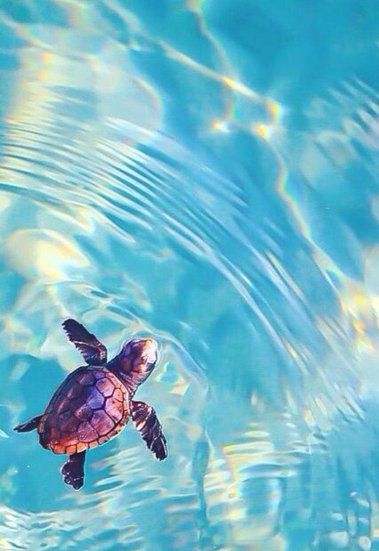 Cute Sea Turtle Wallpapers