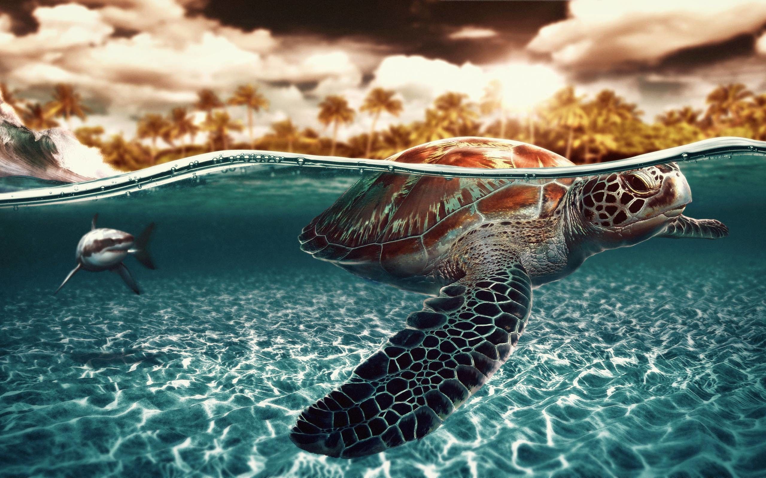 Cute Sea Turtle Wallpapers