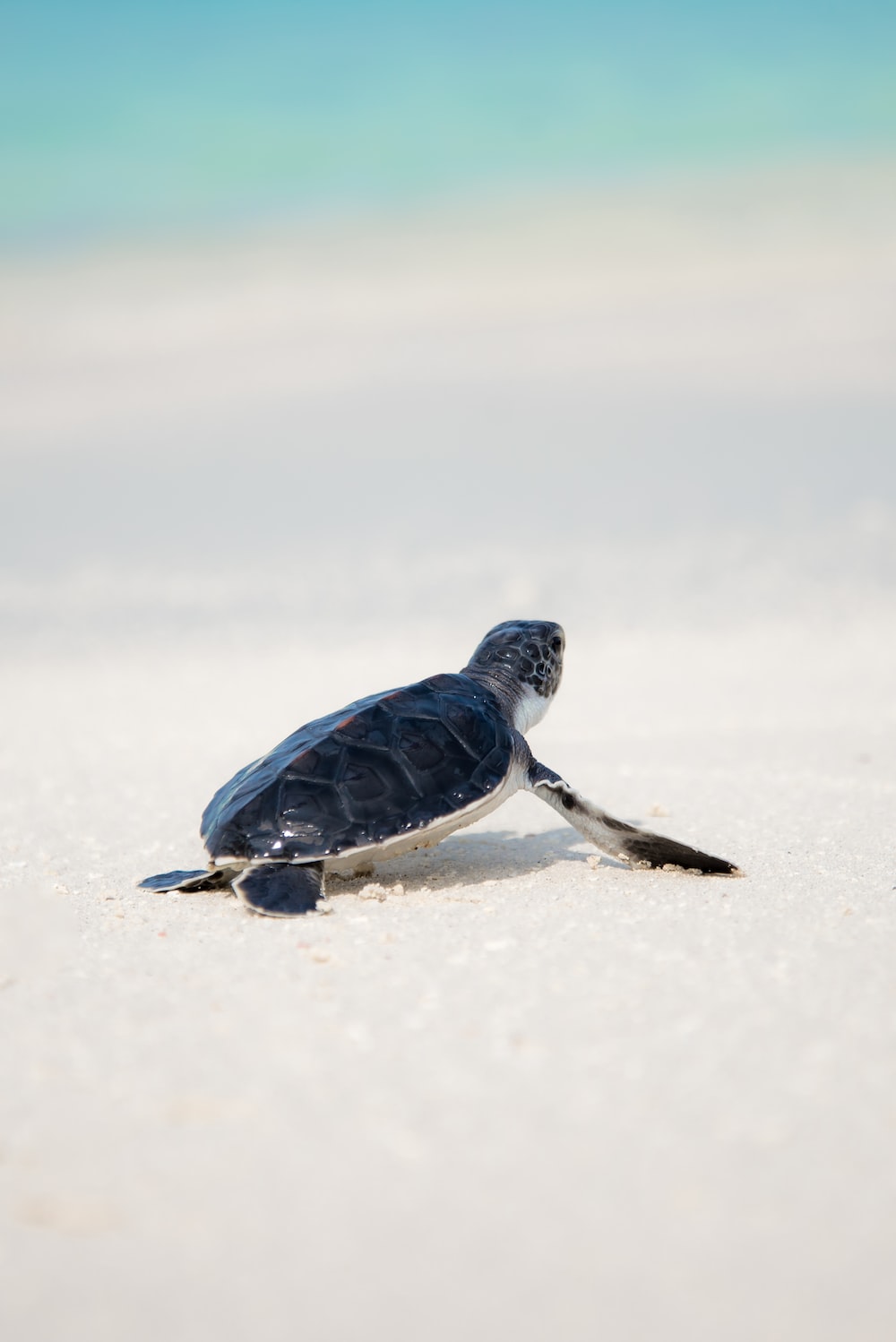 Cute Sea Turtle Wallpapers