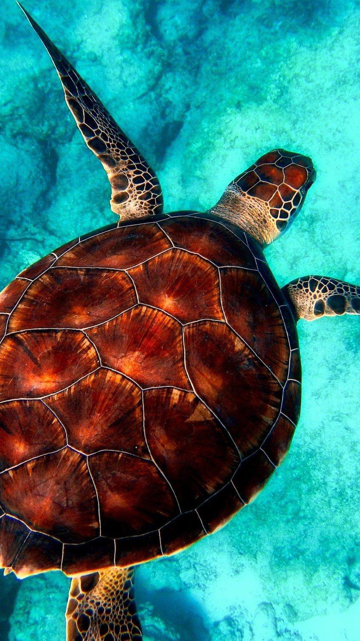 Cute Sea Turtle Wallpapers