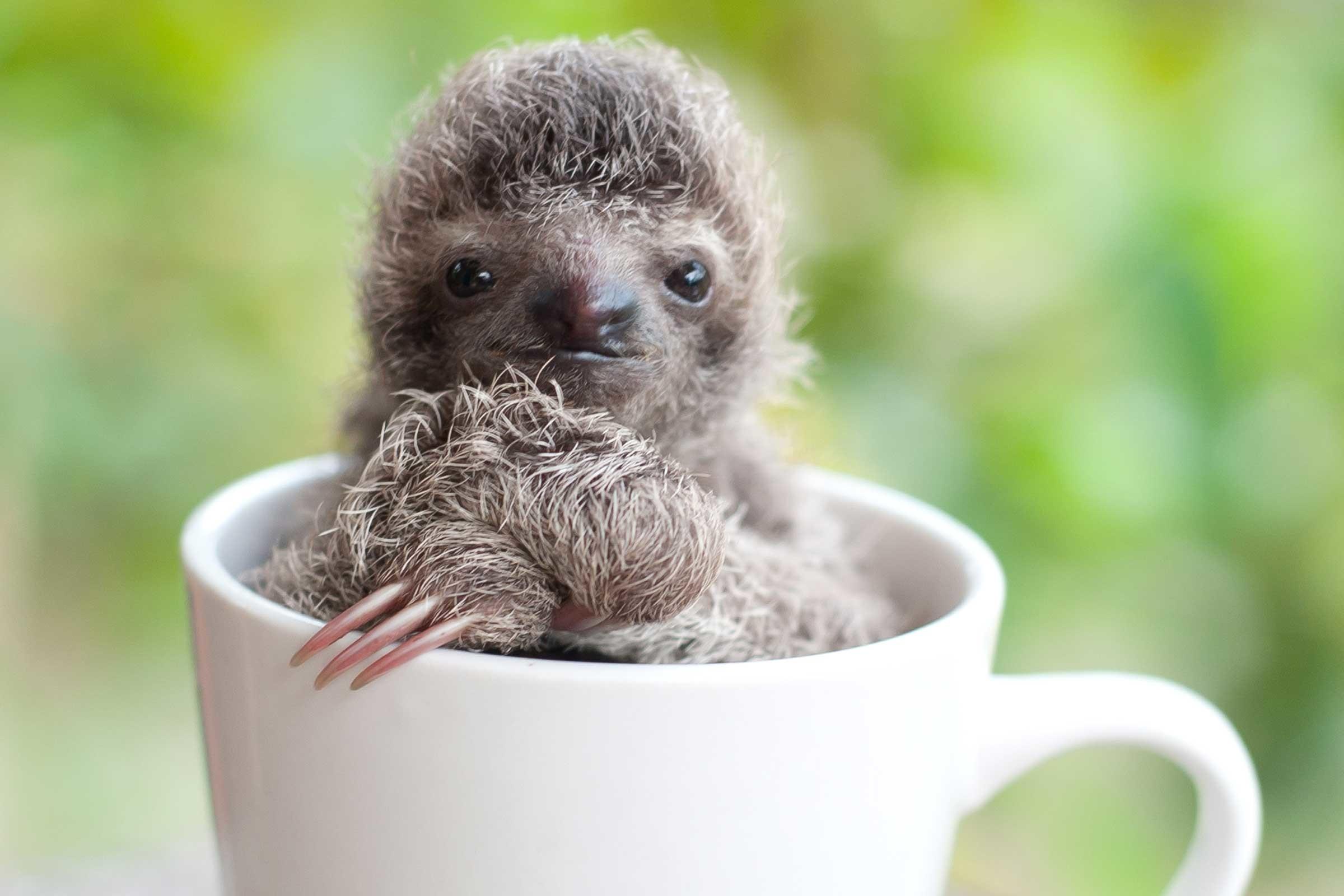Cute Sloth Wallpapers