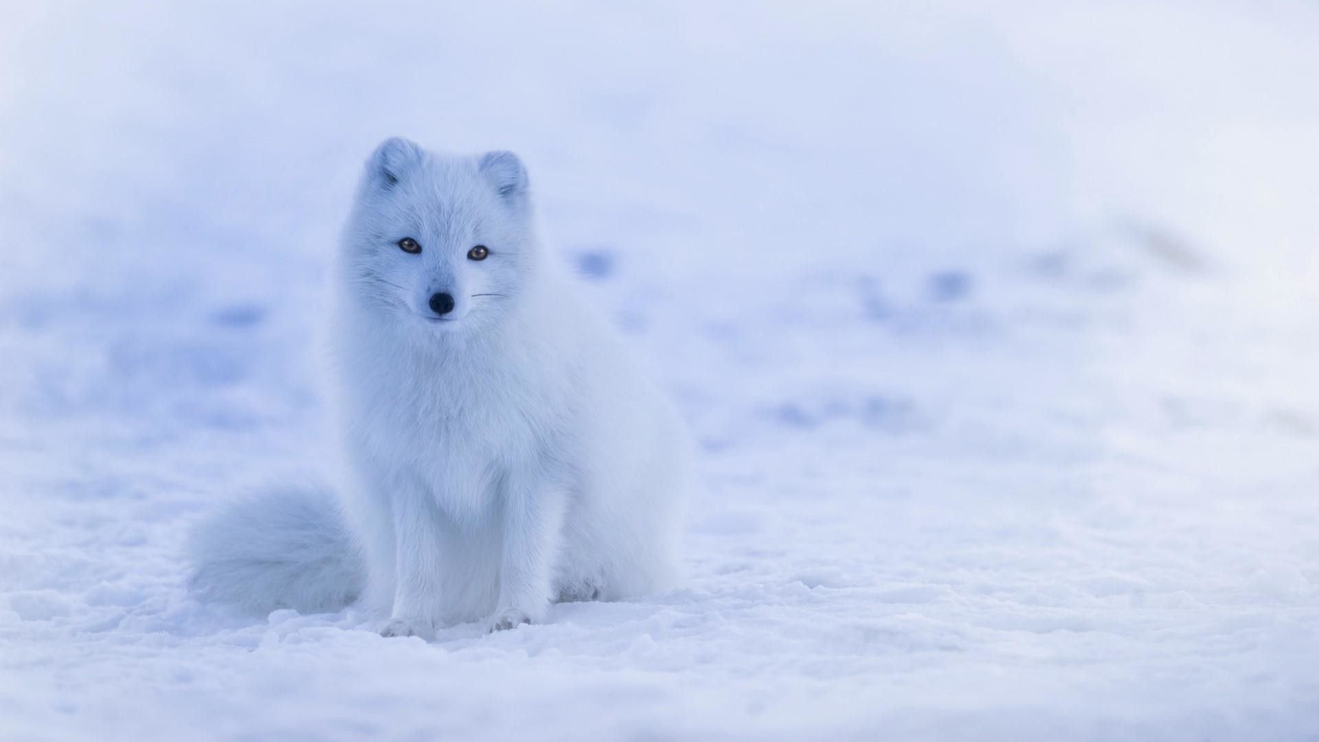 Cute Snow Fox Wallpapers