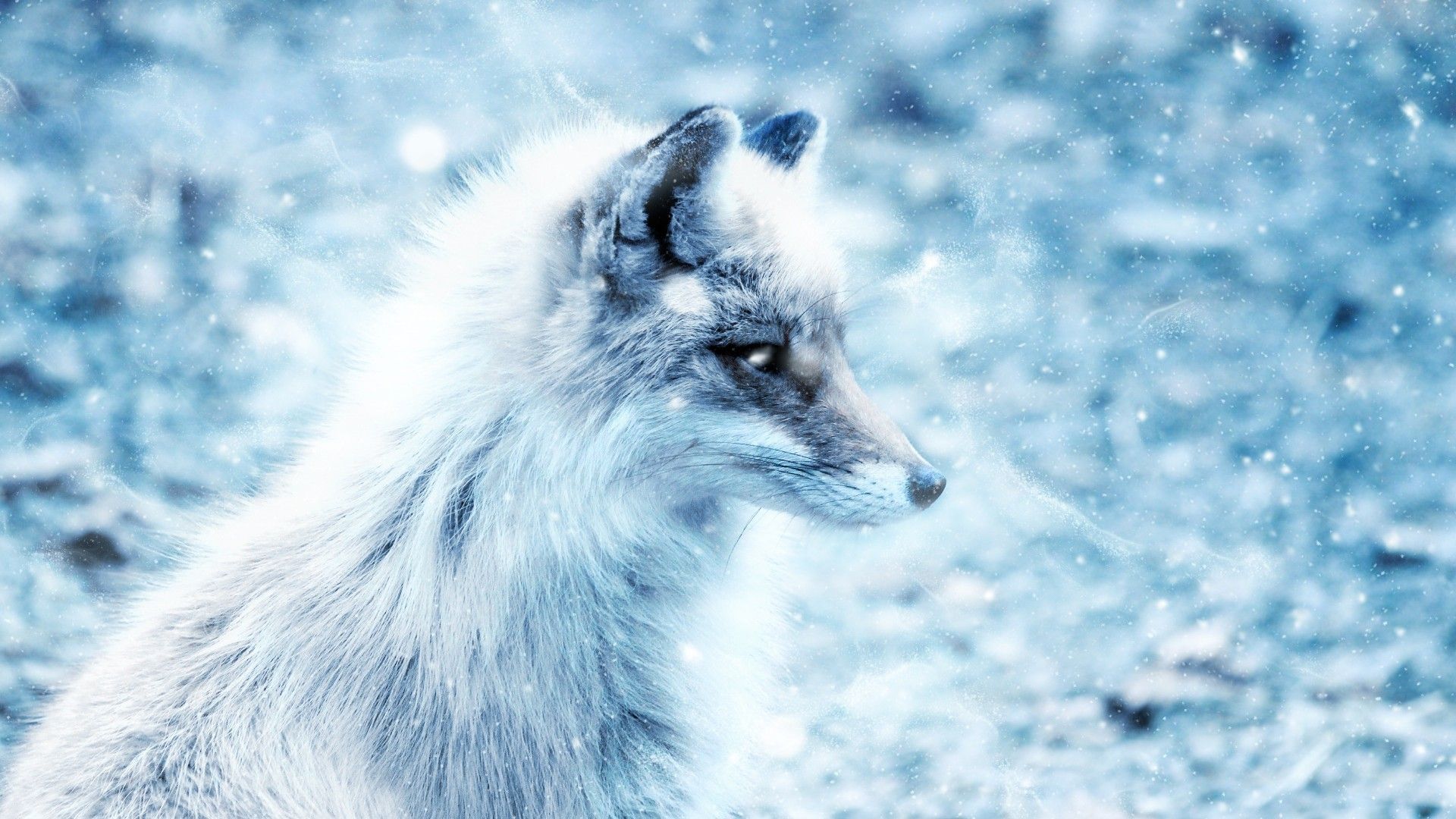 Cute Snow Fox Wallpapers