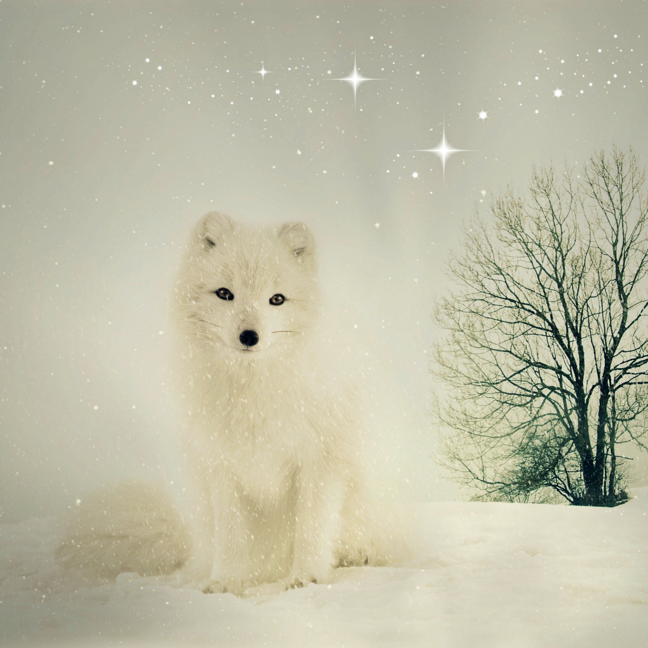 Cute Snow Fox Wallpapers