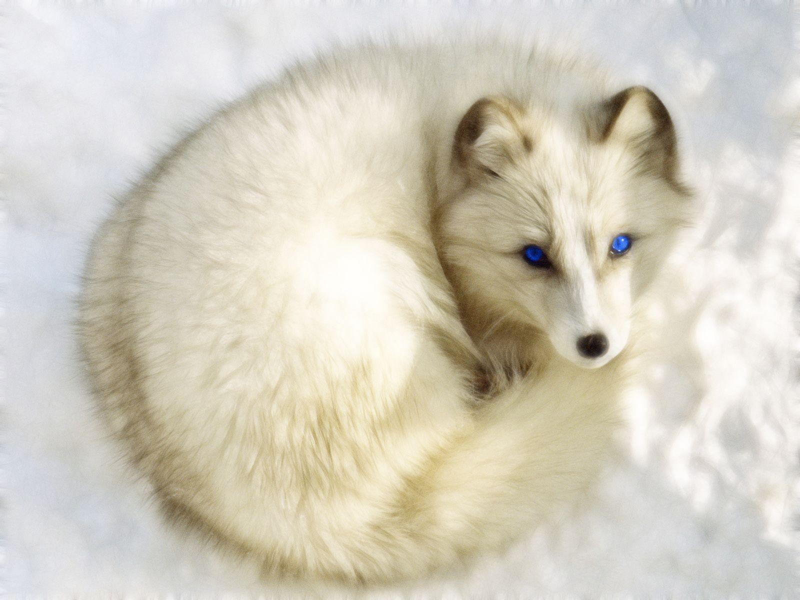 Cute Snow Fox Wallpapers