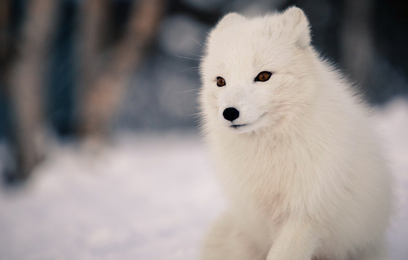 Cute Snow Fox Wallpapers