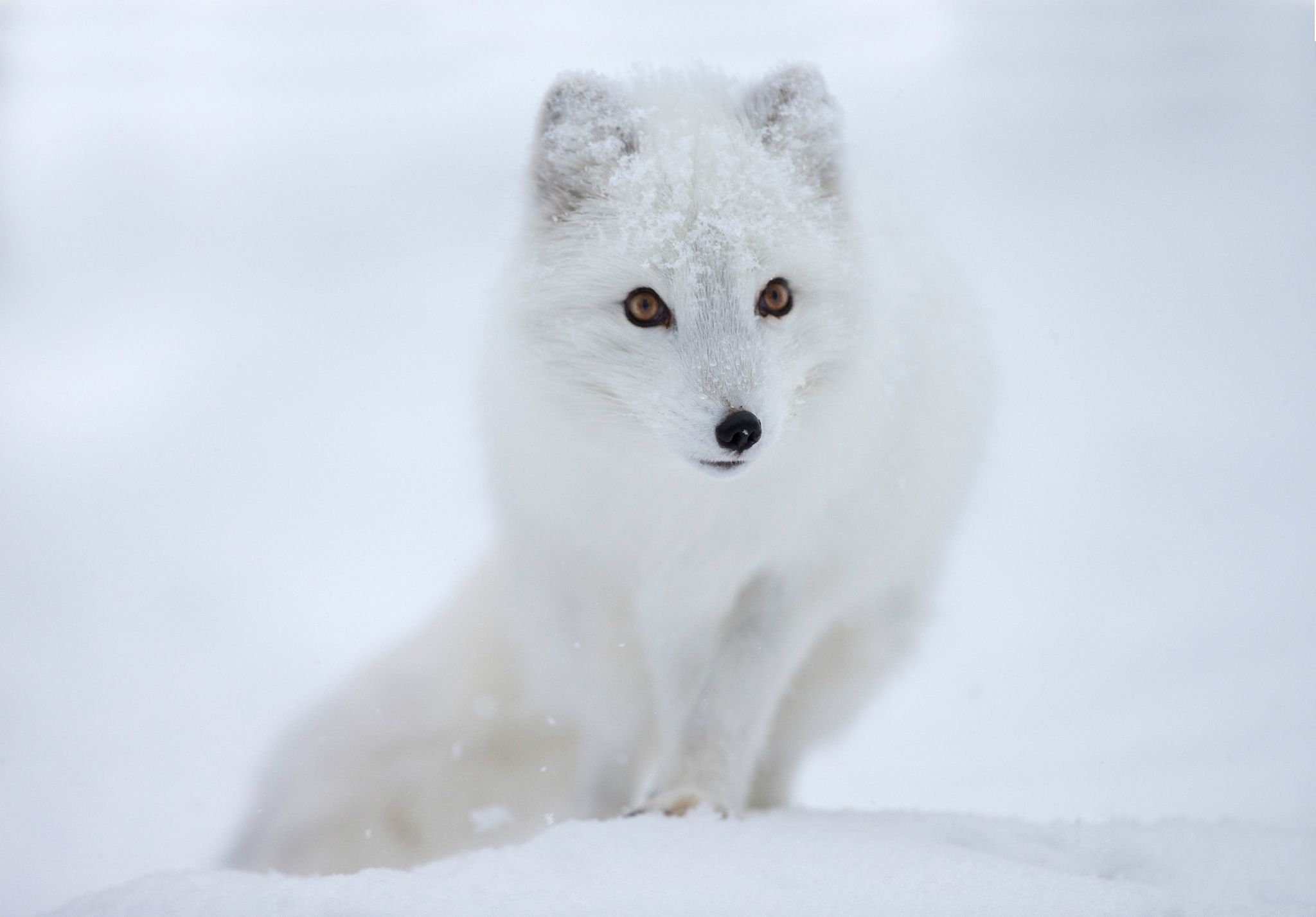 Cute Snow Fox Wallpapers