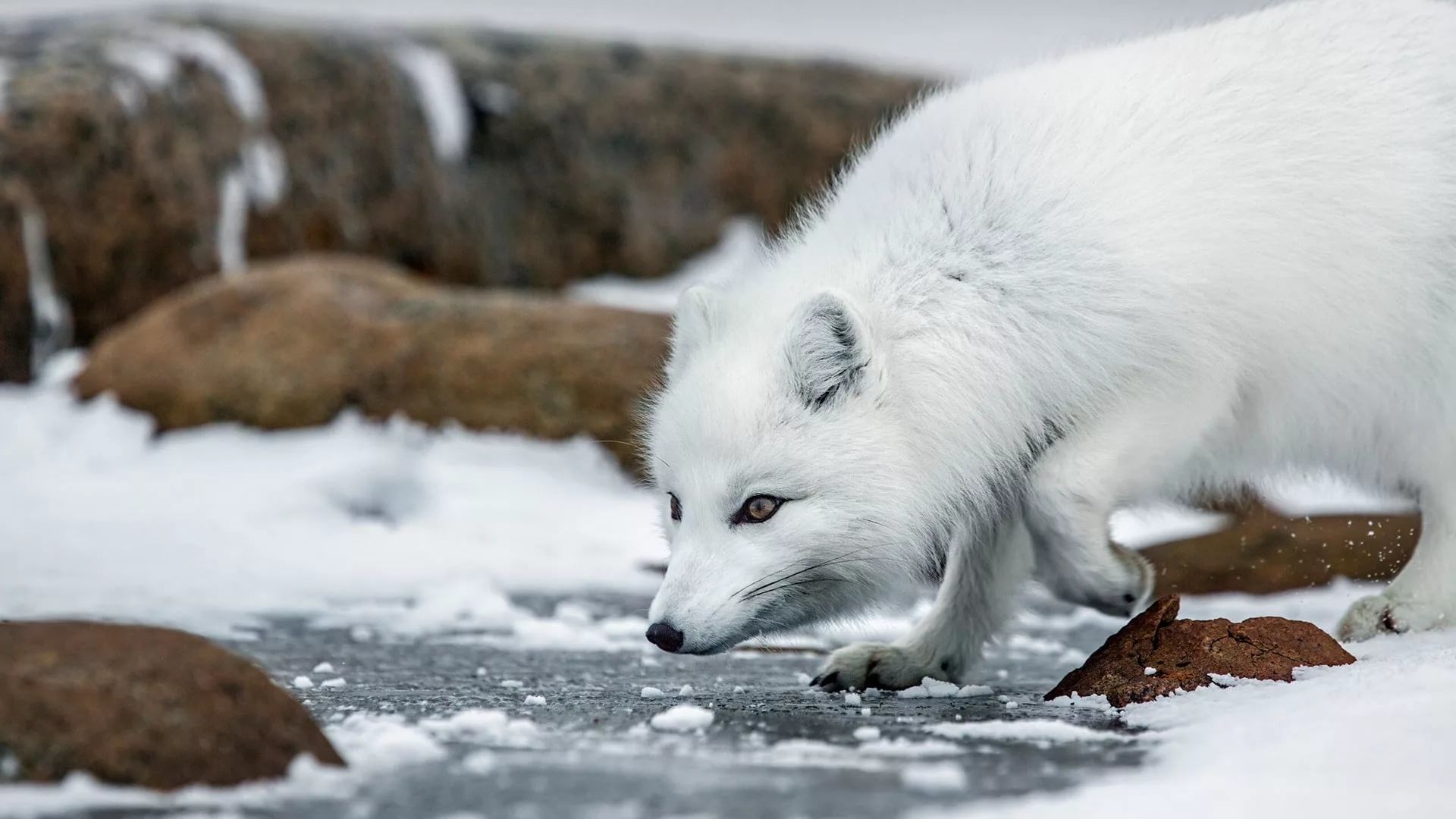 Cute Snow Fox Wallpapers