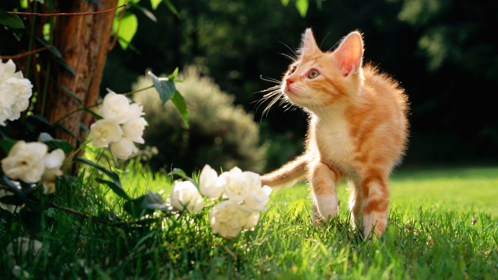 Cute Spring AnimalsWallpapers