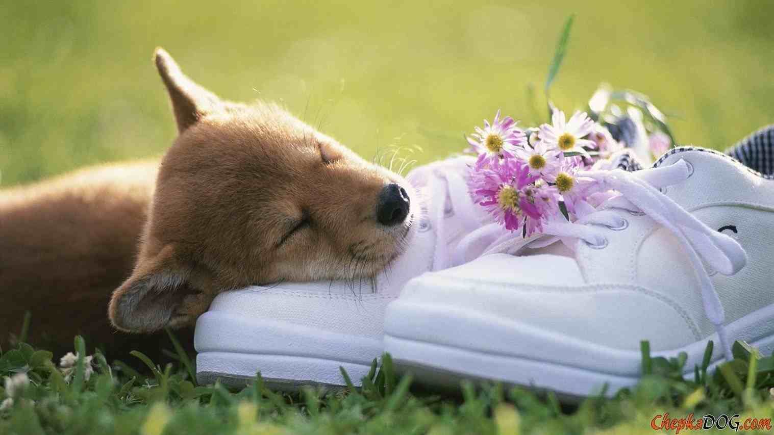 Cute Spring AnimalsWallpapers