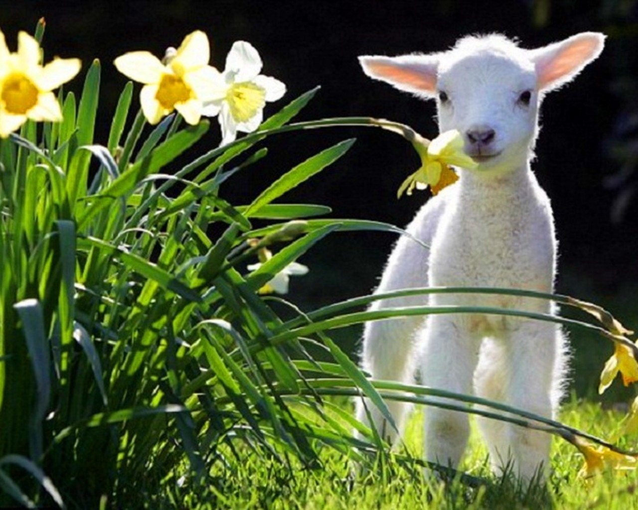 Cute Spring AnimalsWallpapers