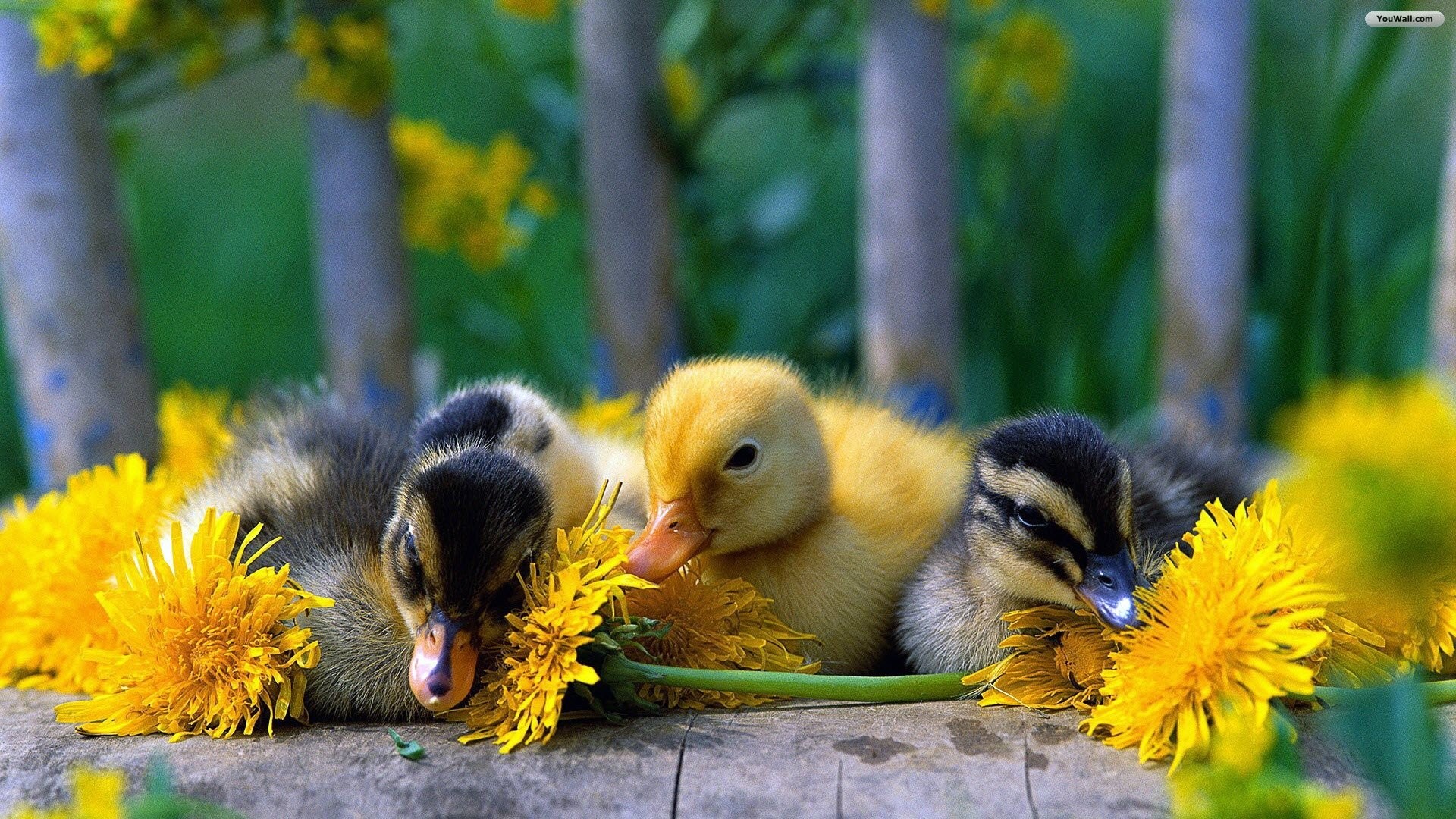 Cute Spring AnimalsWallpapers