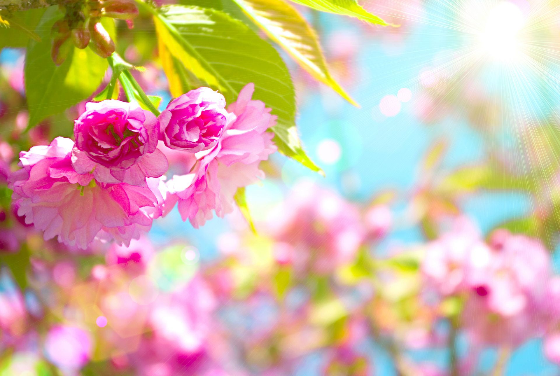 Cute Spring Desktop Wallpapers