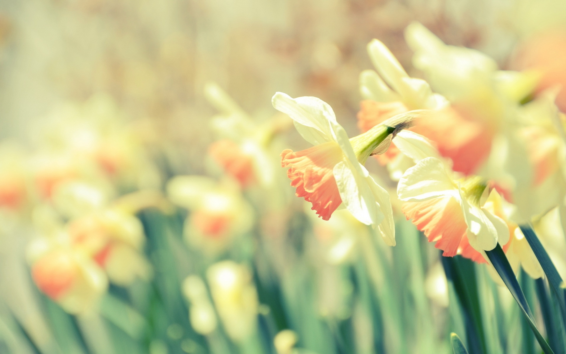 Cute Spring Desktop Wallpapers