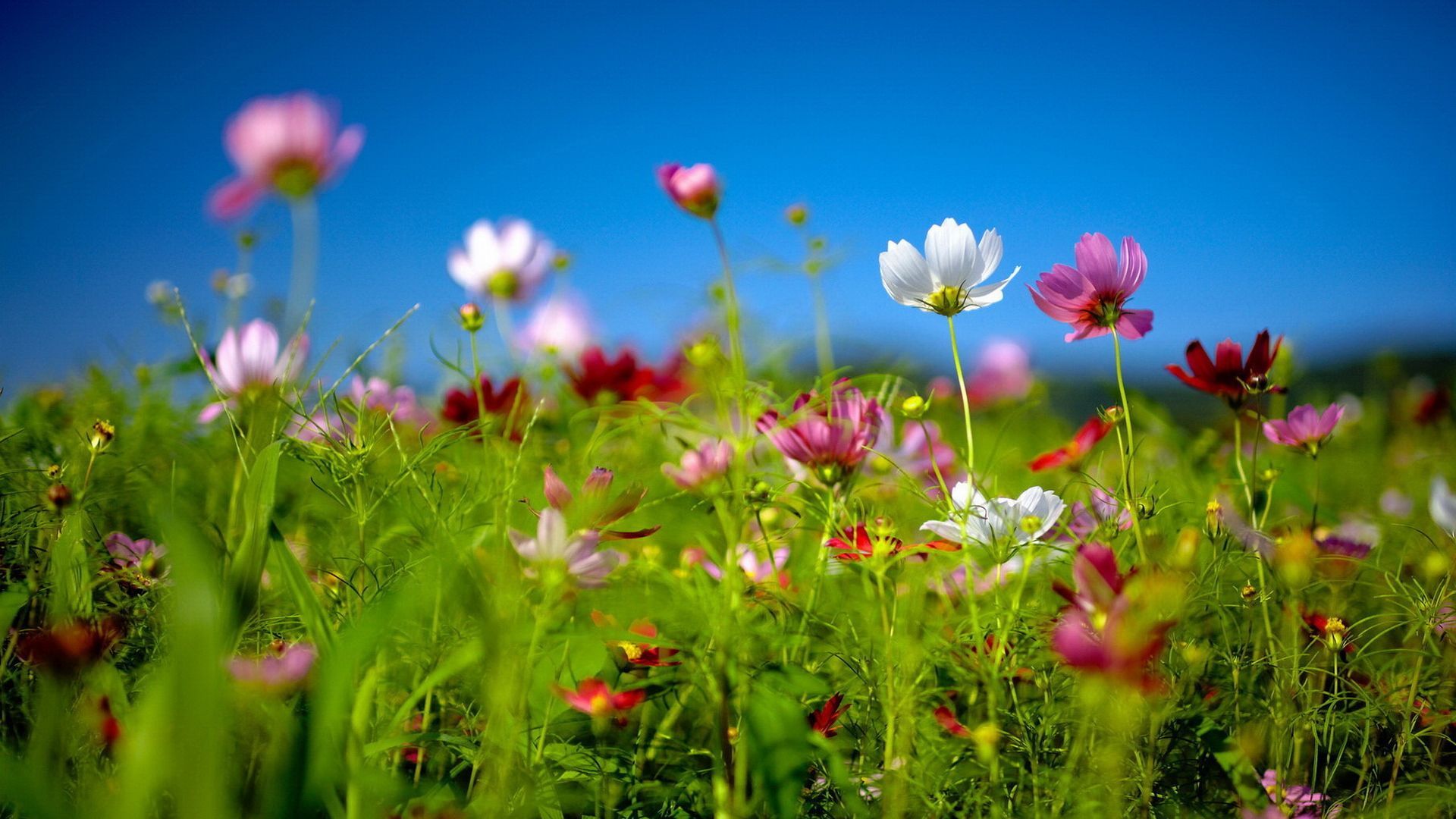 Cute Spring Desktop Wallpapers