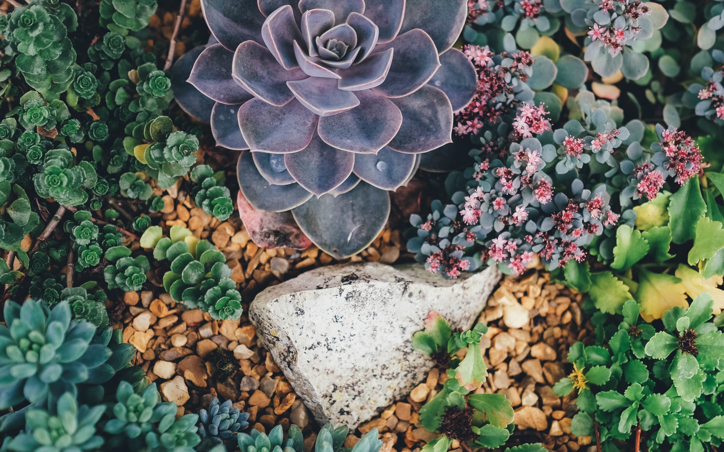 Cute Succulent Wallpapers