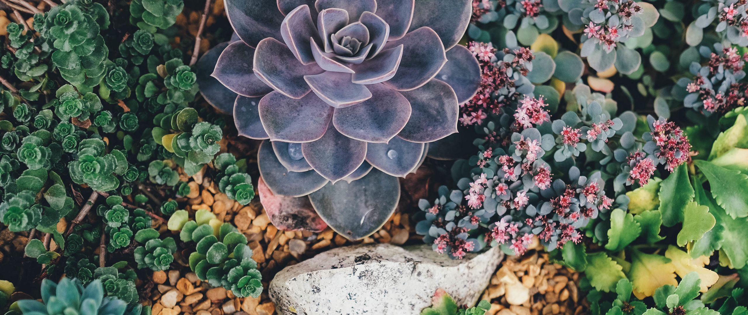 Cute Succulent Wallpapers