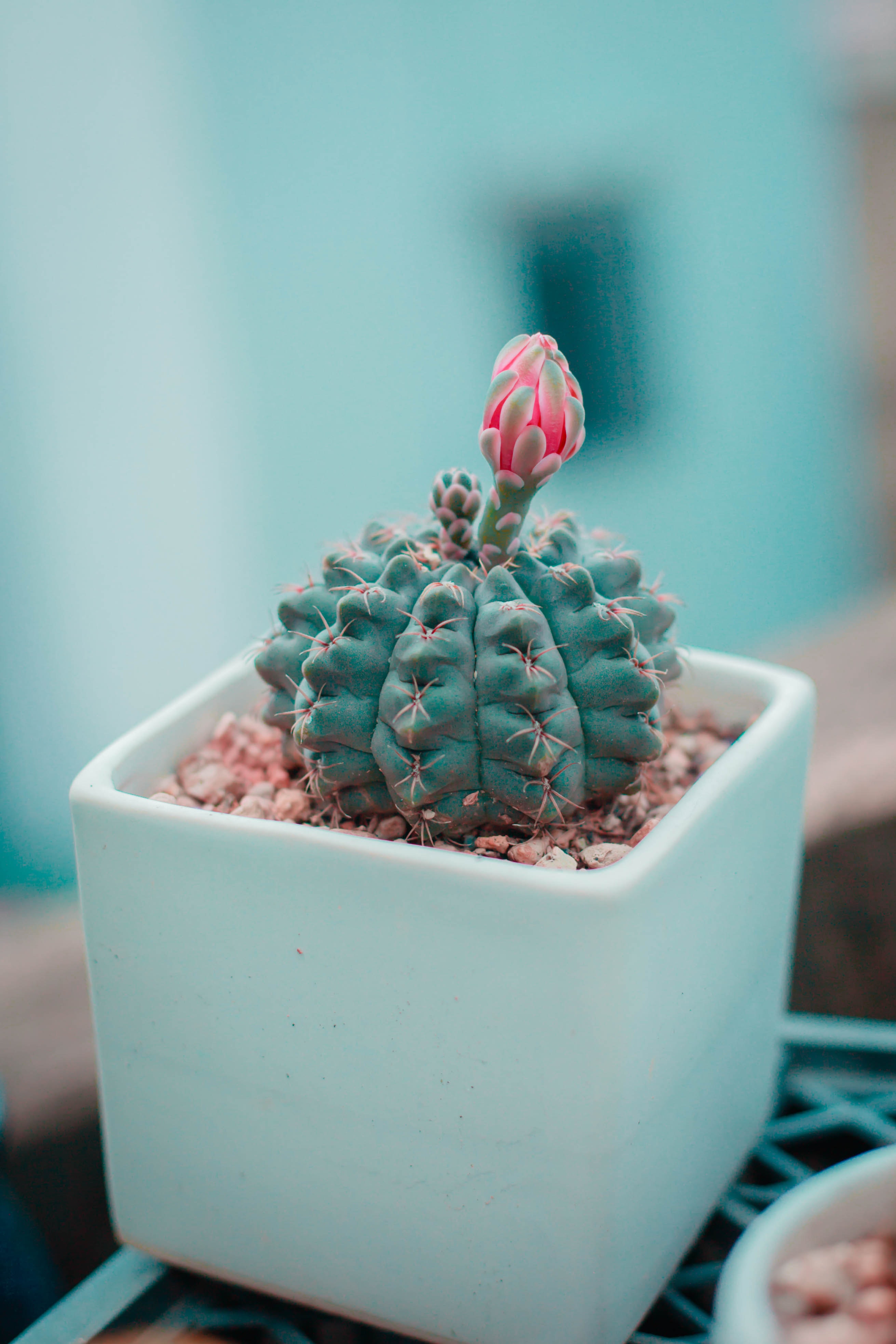 Cute Succulent Wallpapers