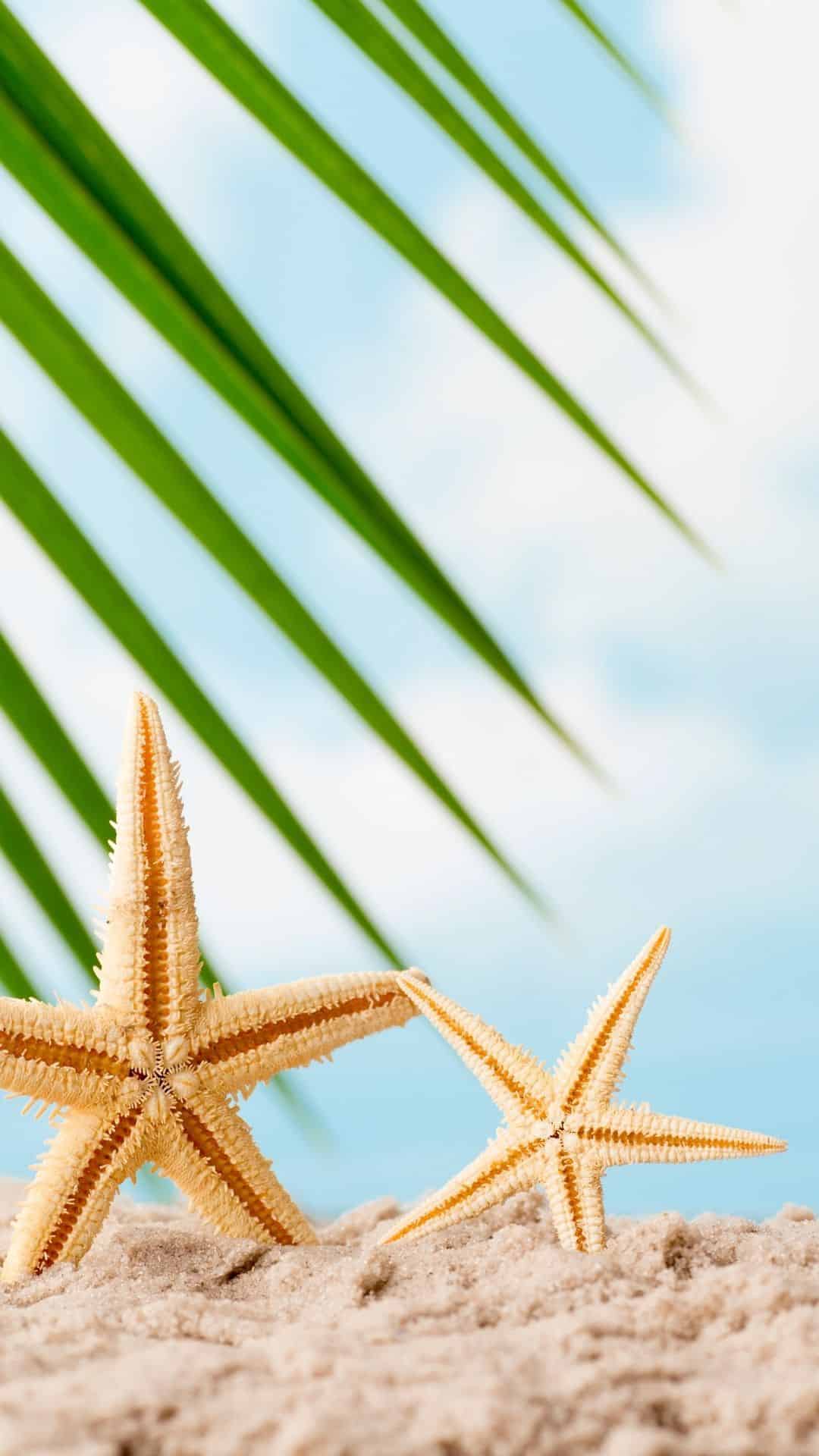 Cute Summer Iphone Wallpapers