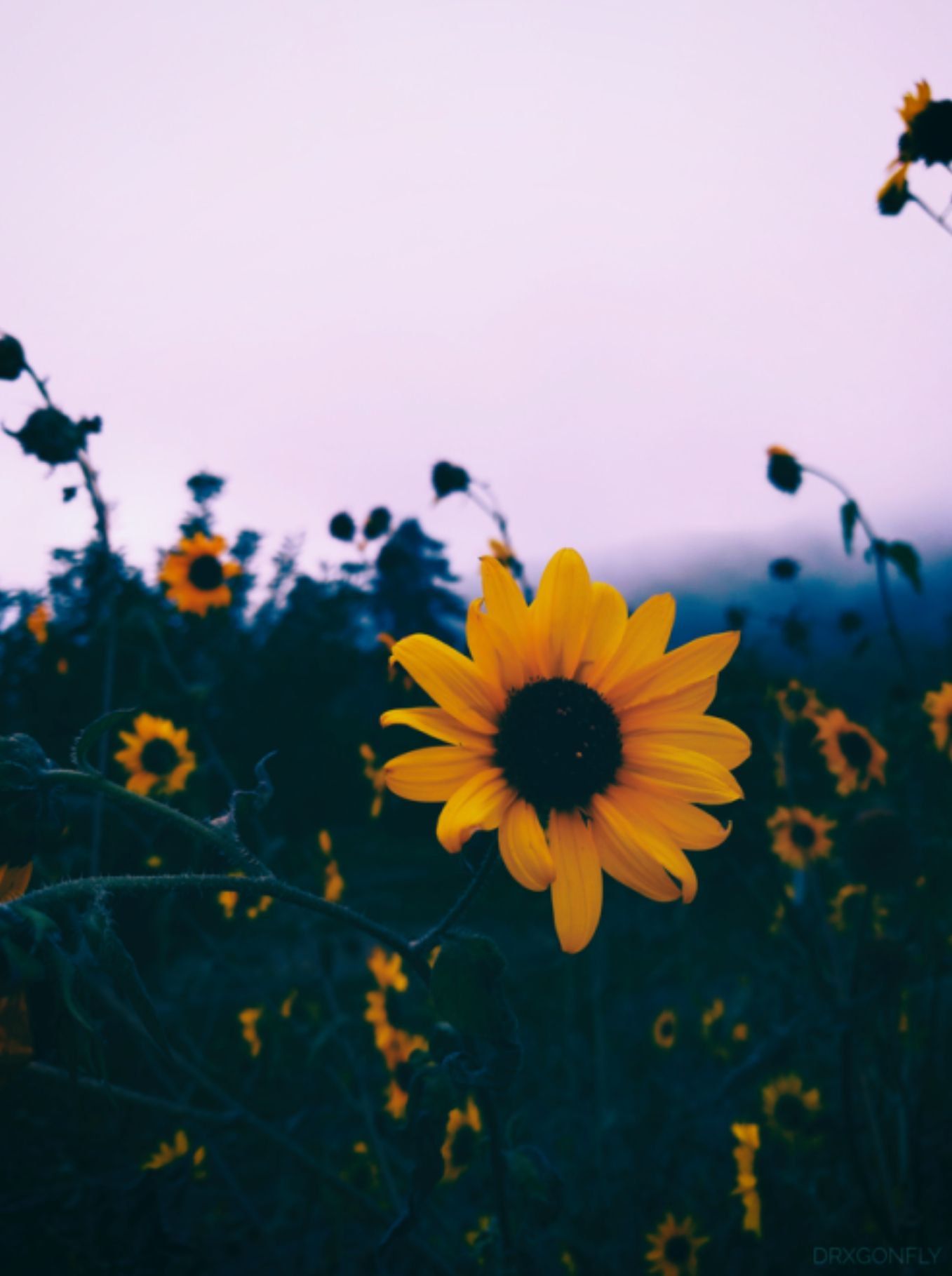 Cute Sunflower Wallpapers