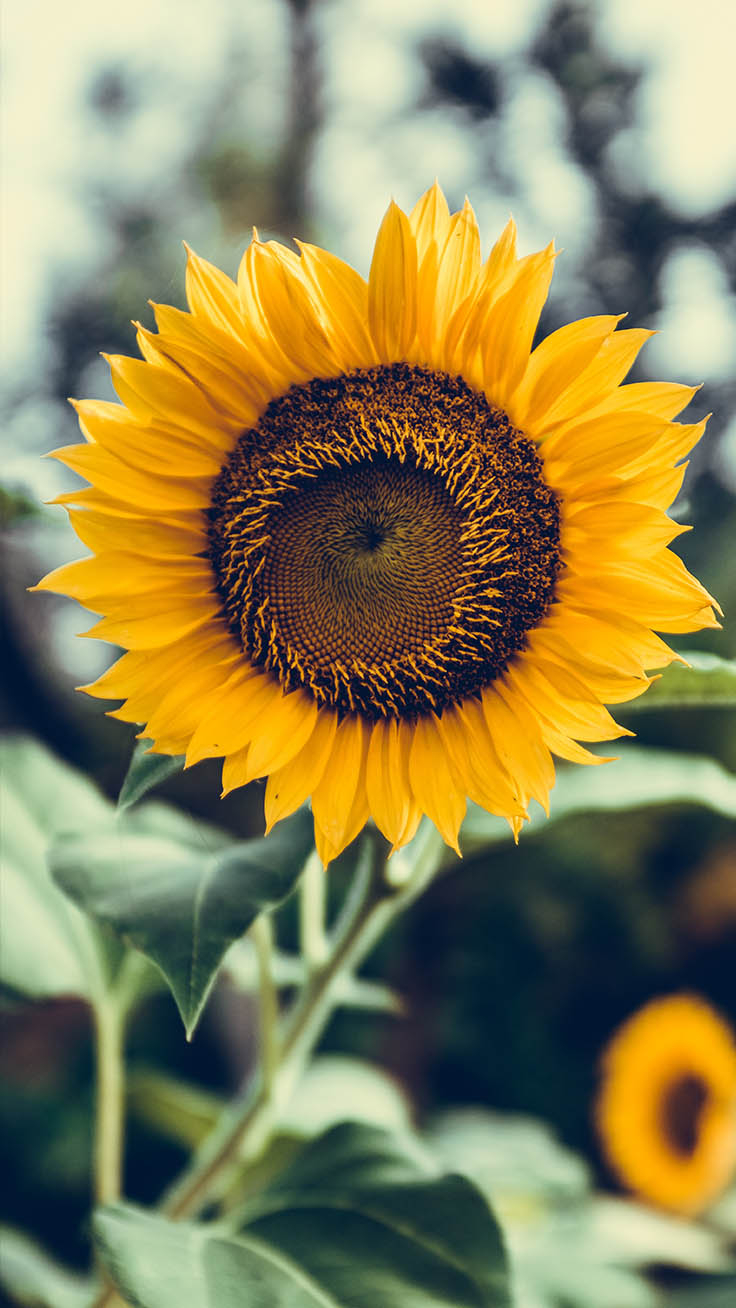 Cute Sunflower Wallpapers