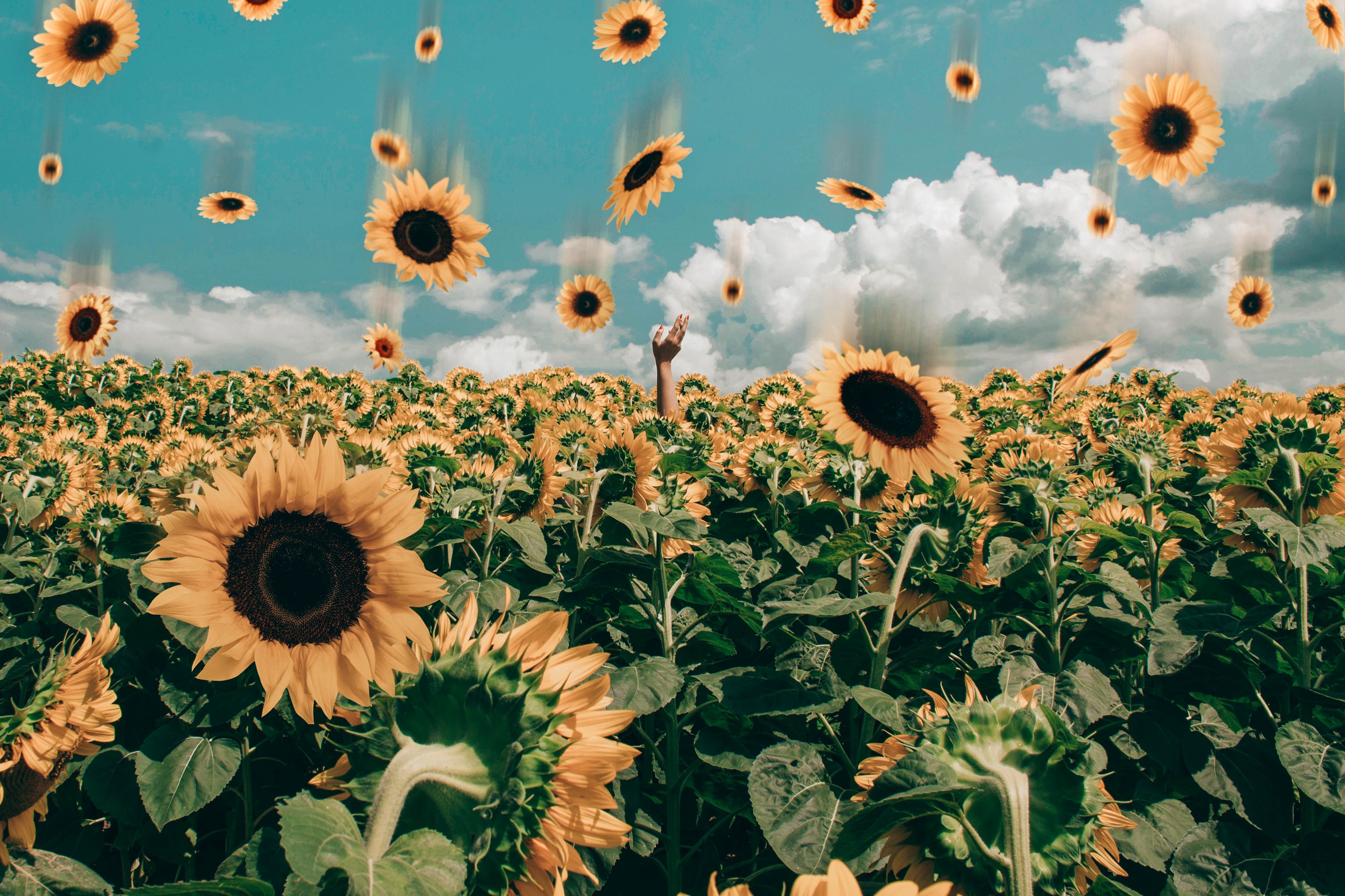 Cute Sunflower Wallpapers