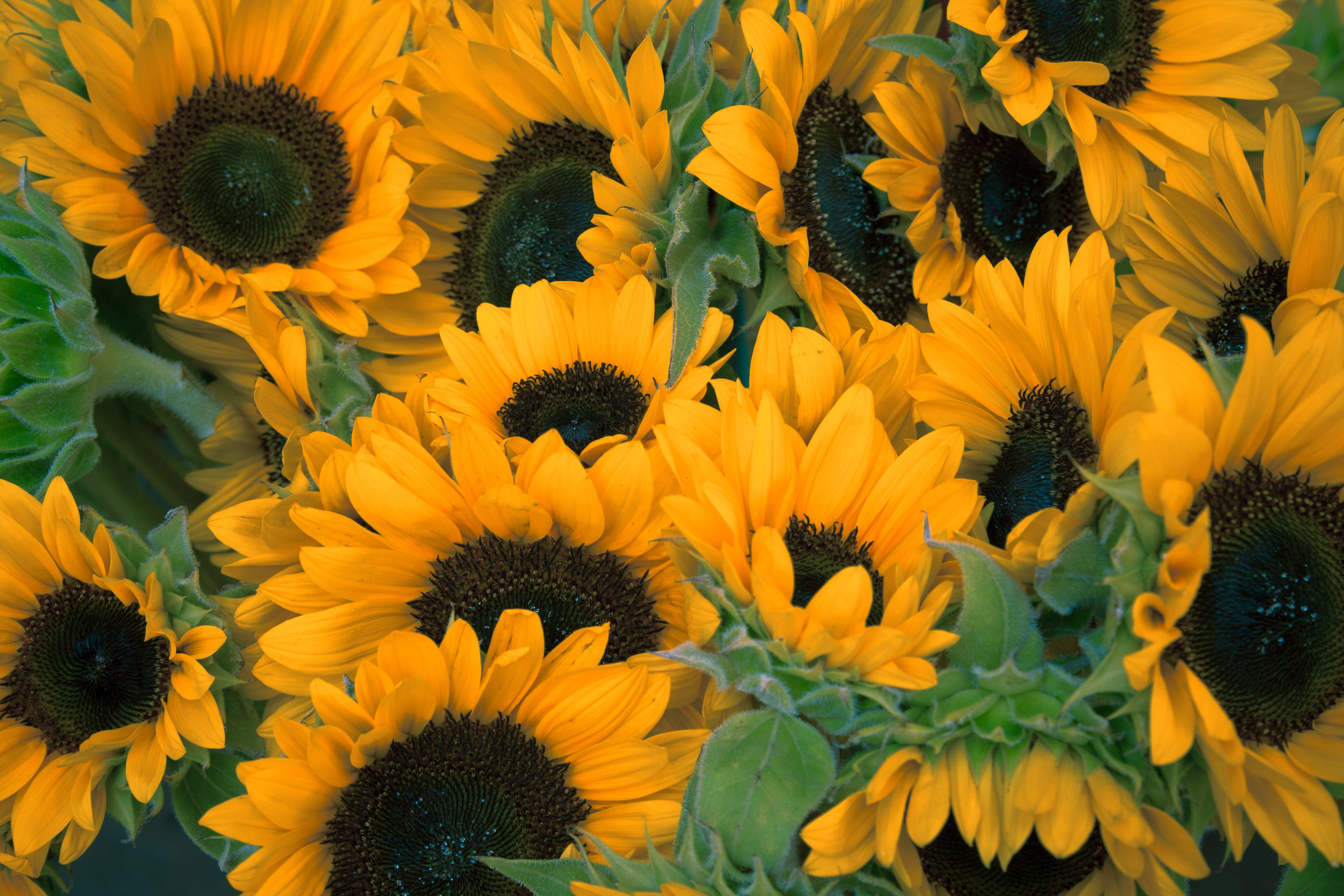 Cute Sunflower Wallpapers