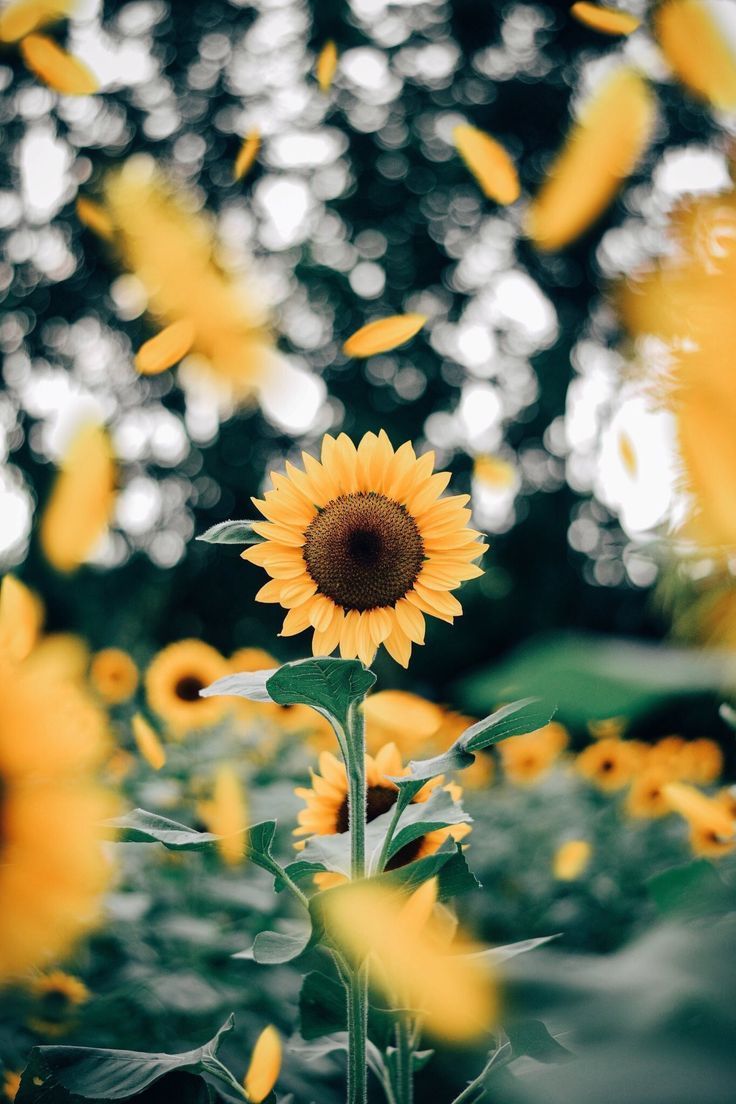 Cute Sunflower Wallpapers