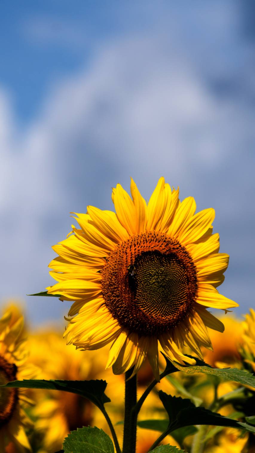 Cute Sunflower Wallpapers