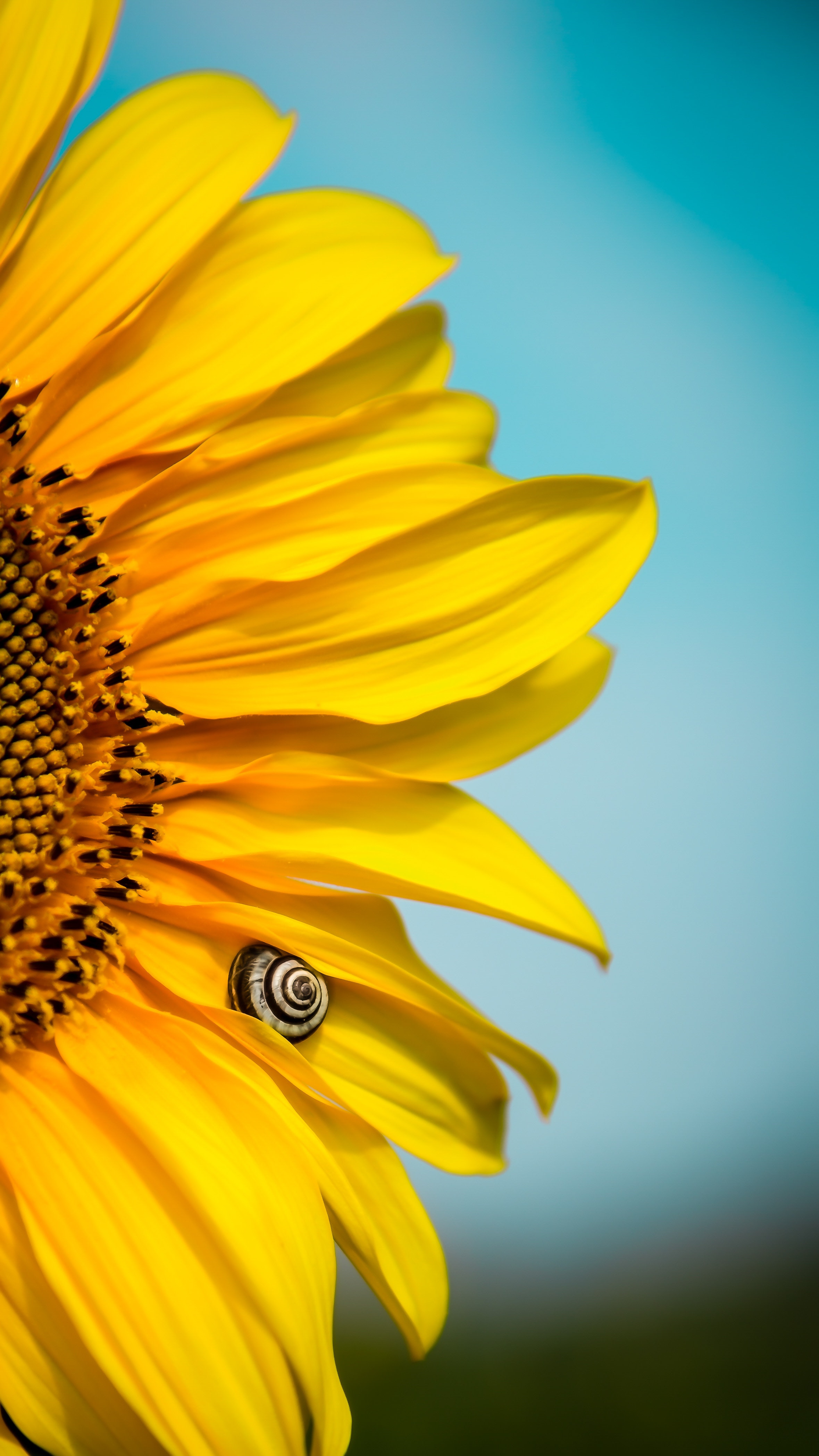 Cute Sunflower Wallpapers