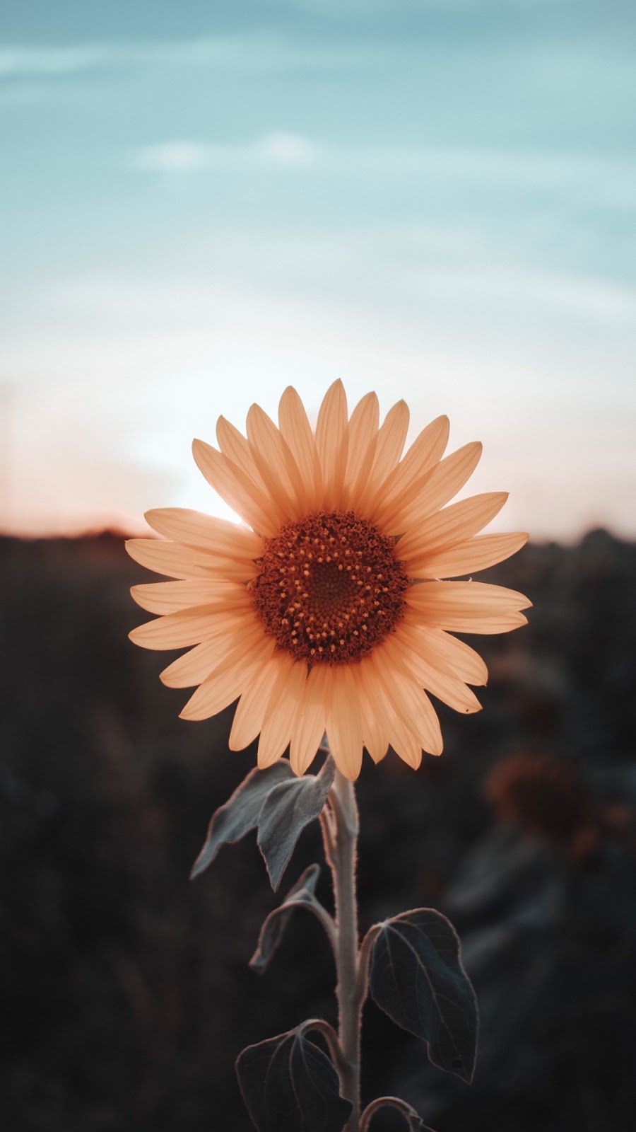 Cute Sunflower Wallpapers