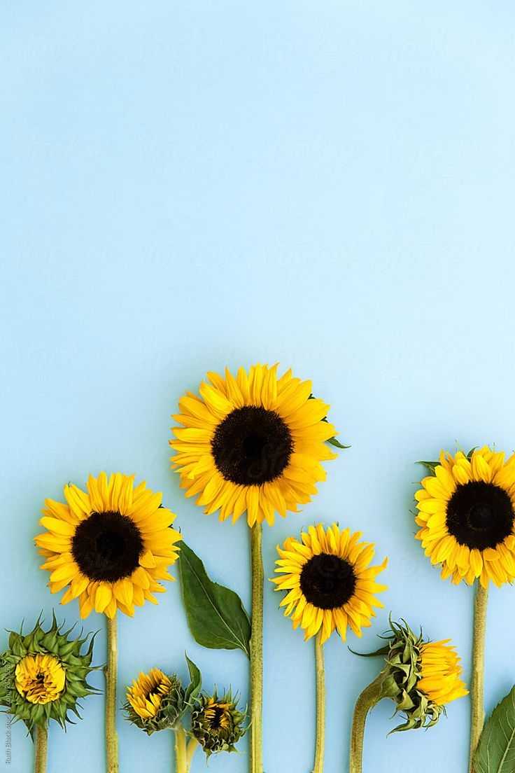 Cute Sunflower Wallpapers