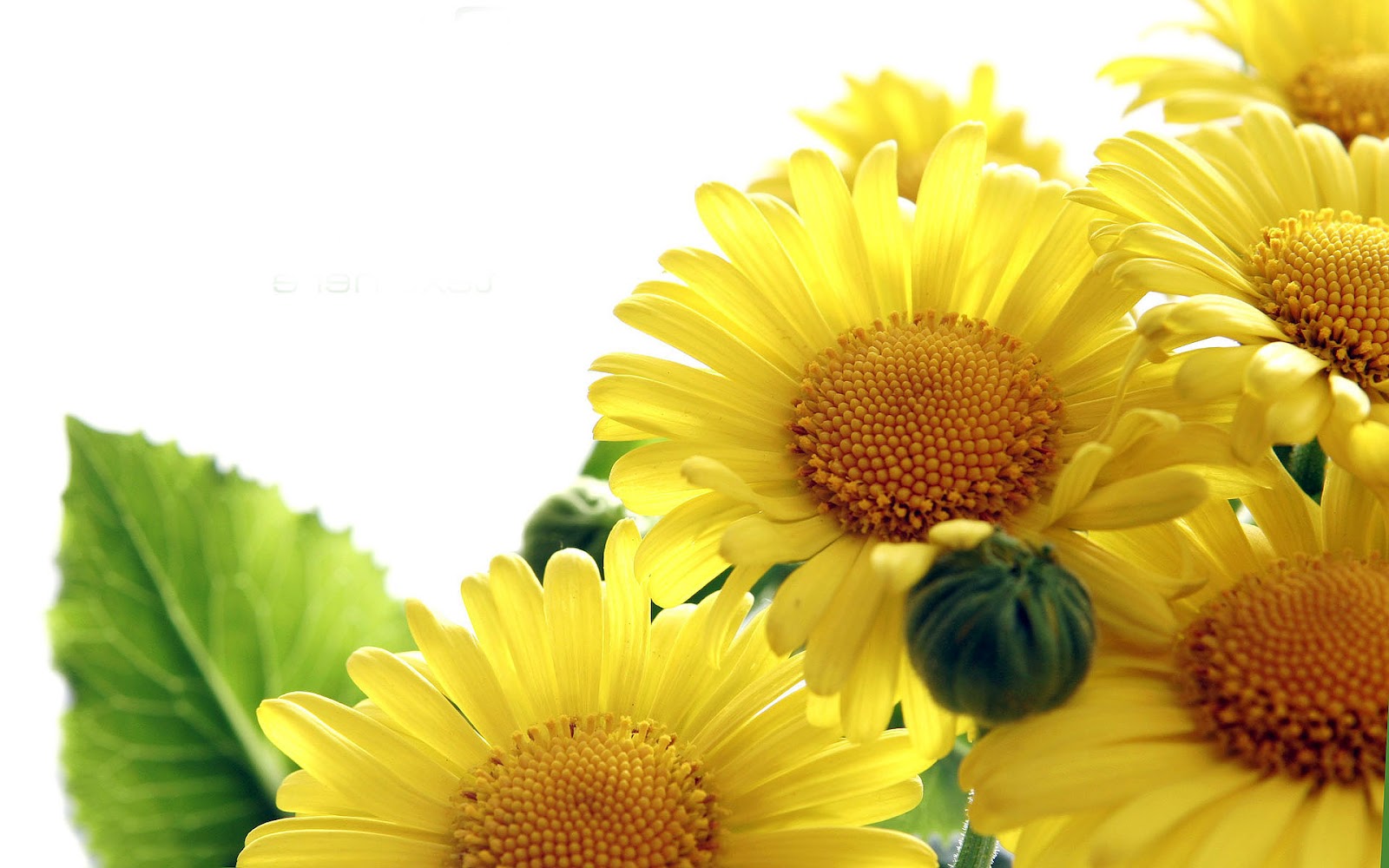 Cute Sunflower Wallpapers