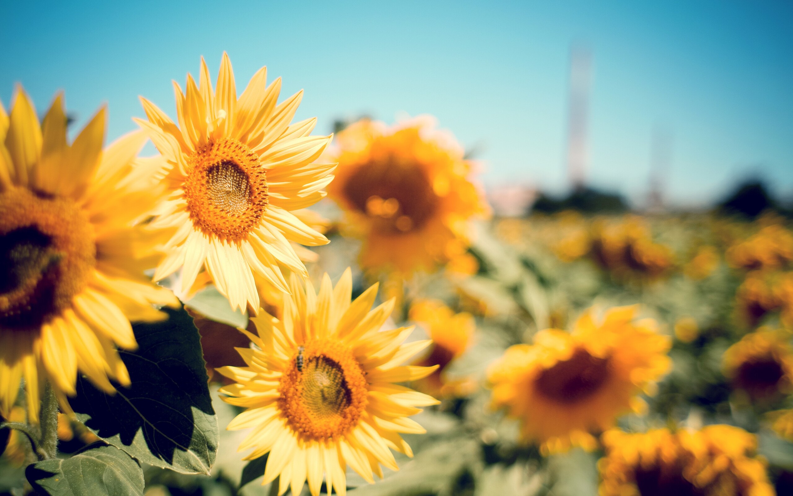 Cute Sunflower Wallpapers