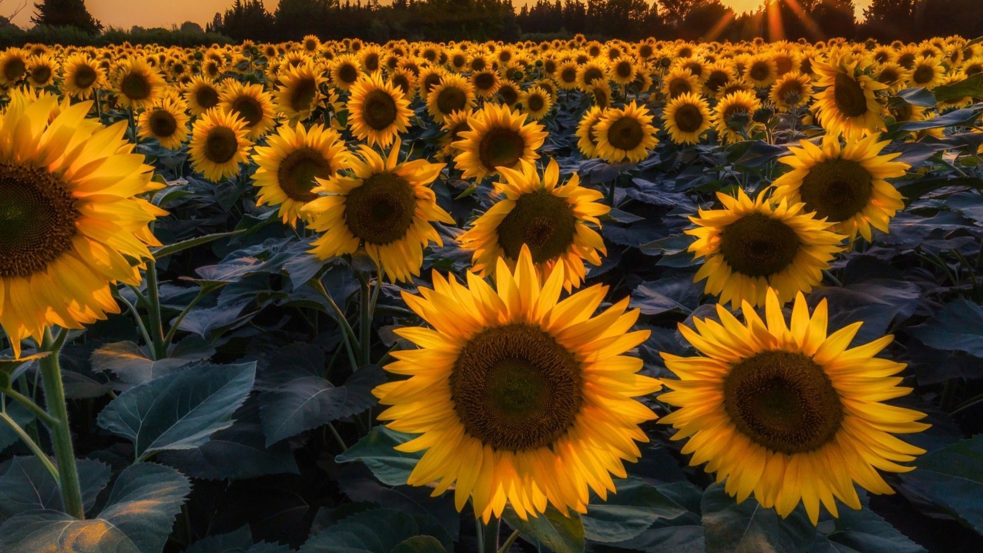 Cute Sunflower Wallpapers