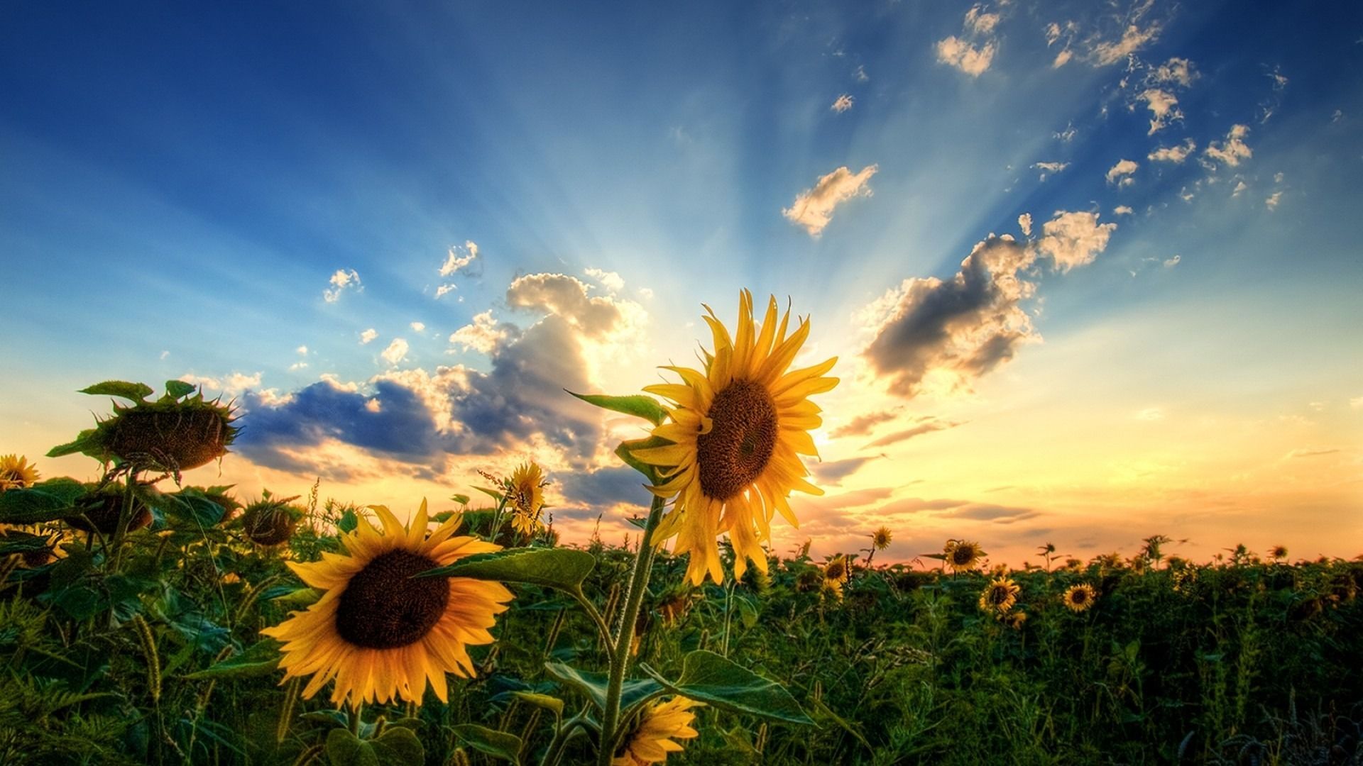 Cute Sunflower Wallpapers